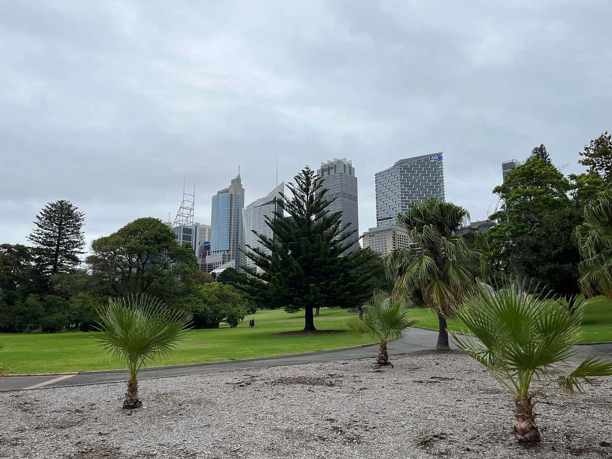 Sydney Garden, park, palm trees, SD Desktop Wallpaper