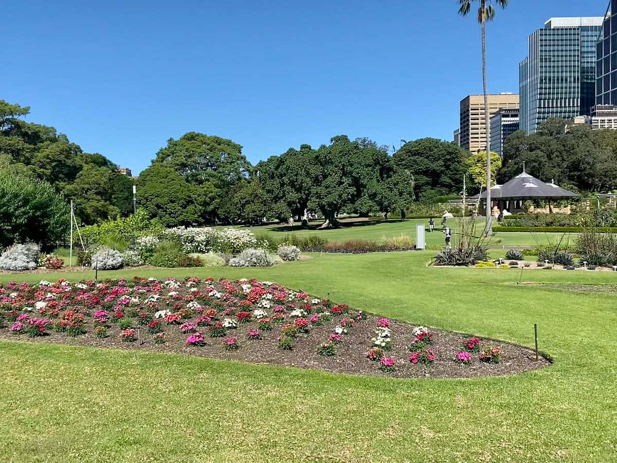 Royal Botanic Garden Sydney, floral display, sunlit park, SD Desktop Wallpaper