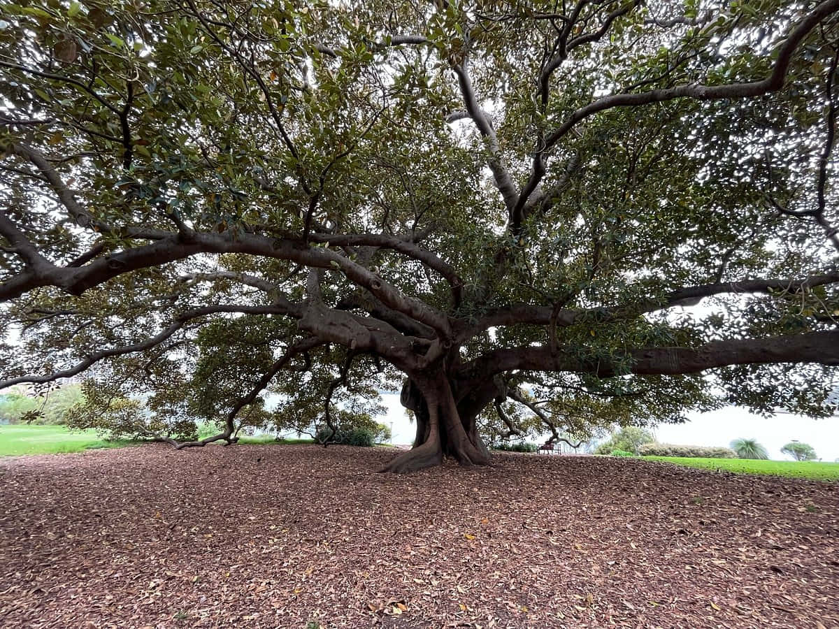 Royal Botanic Garden Sydney, majestic sprawling tree, thick gnarled branches, SD Desktop Wallpaper