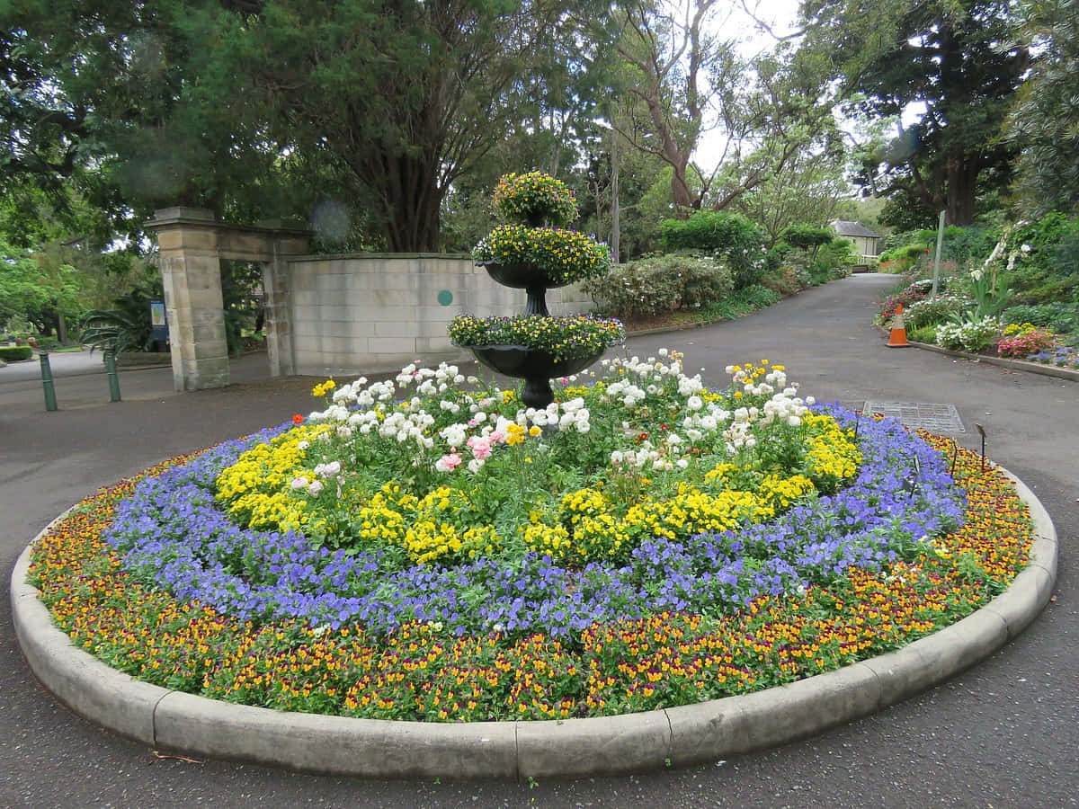 Royal Botanic Garden Sydney, circular flower bed, yellow purple and orange blooms, SD Desktop Wallpaper