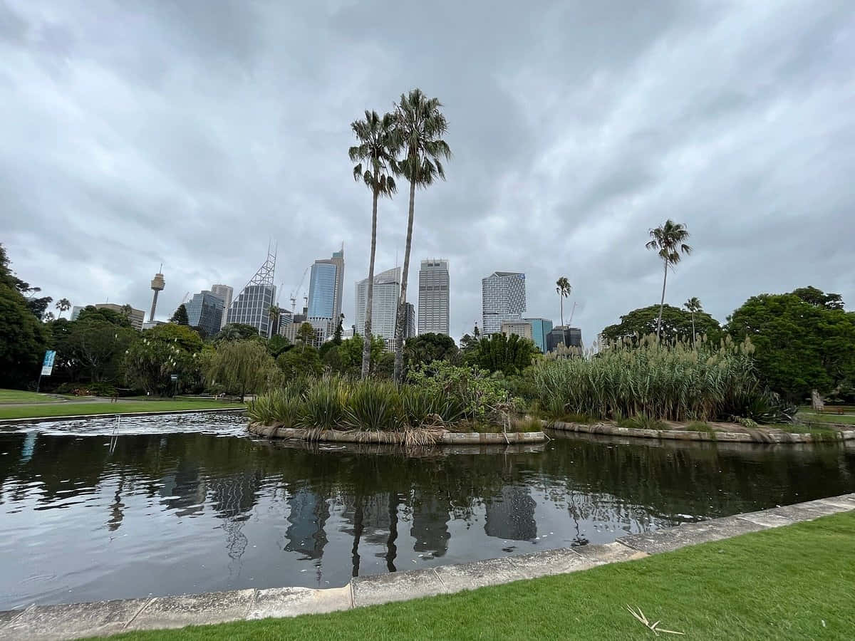 Royal Botanic Garden Sydney, Sydney skyline, palm trees, SD Desktop Wallpaper