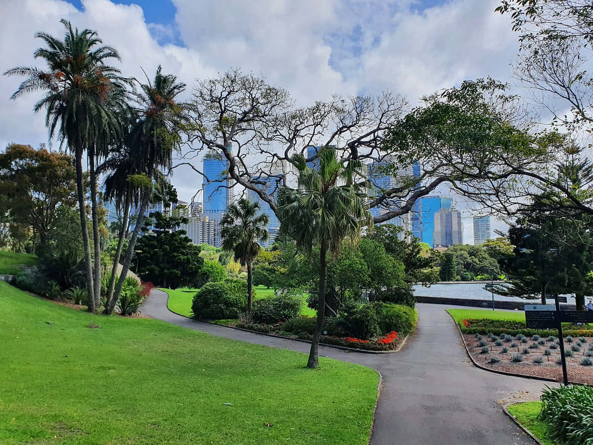 Royal Botanic Garden Sydney, winding path, lush green park, SD Desktop Wallpaper