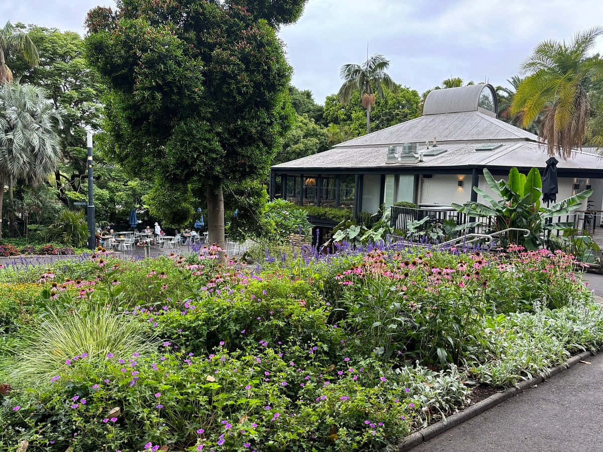 Royal Botanic Garden Sydney, cafe, glass-walled cafe, SD Desktop Wallpaper