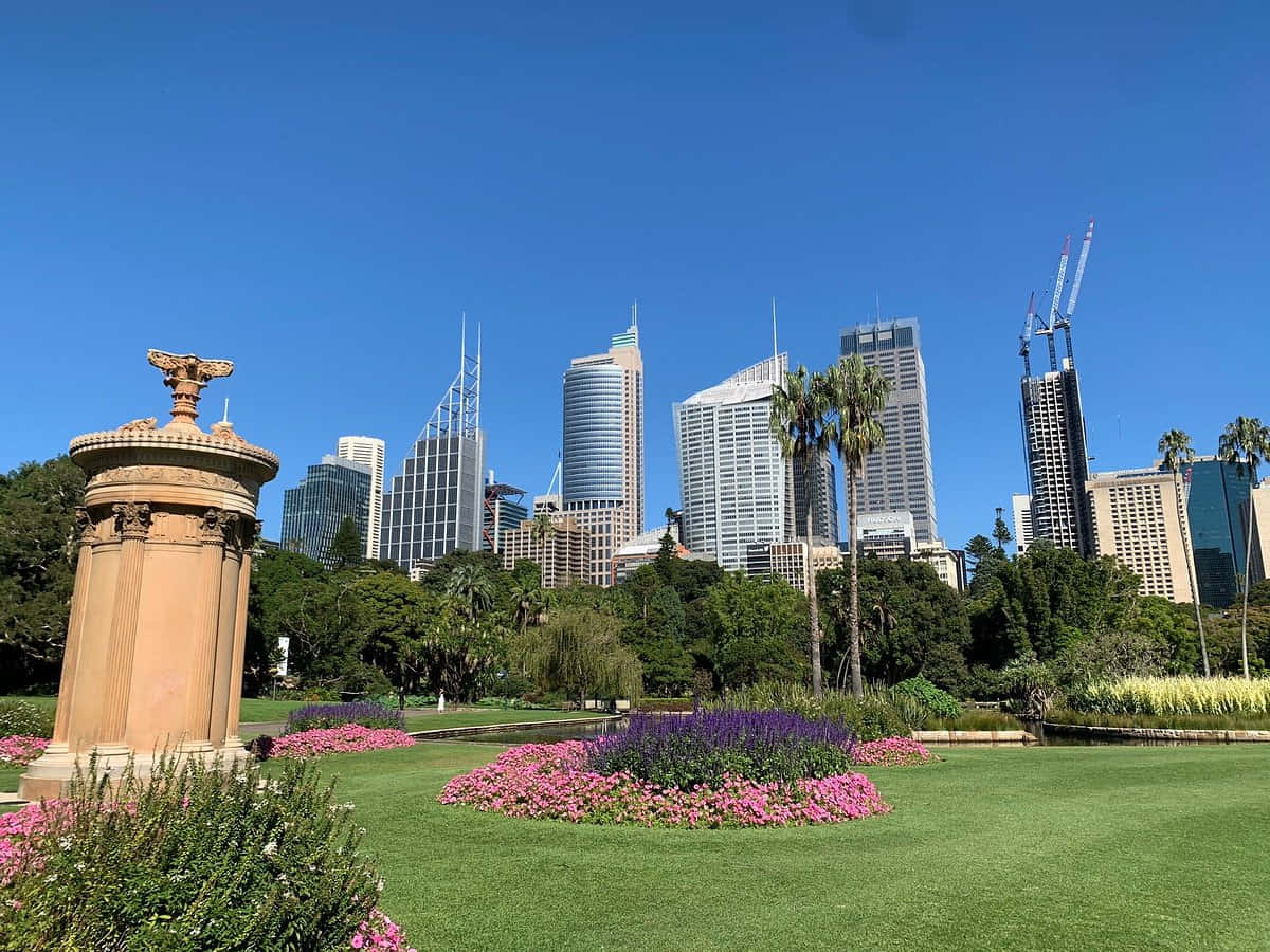 Royal Botanic Garden Sydney, Sydney skyline, pink and purple flowers, SD Desktop Wallpaper