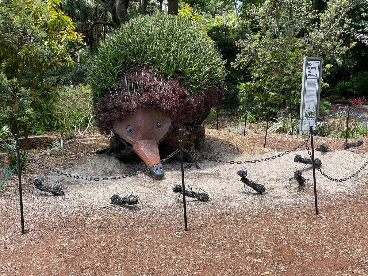 echidna topiary sculpture, Royal Botanic Garden Sydney, green plants, SD Desktop Wallpaper