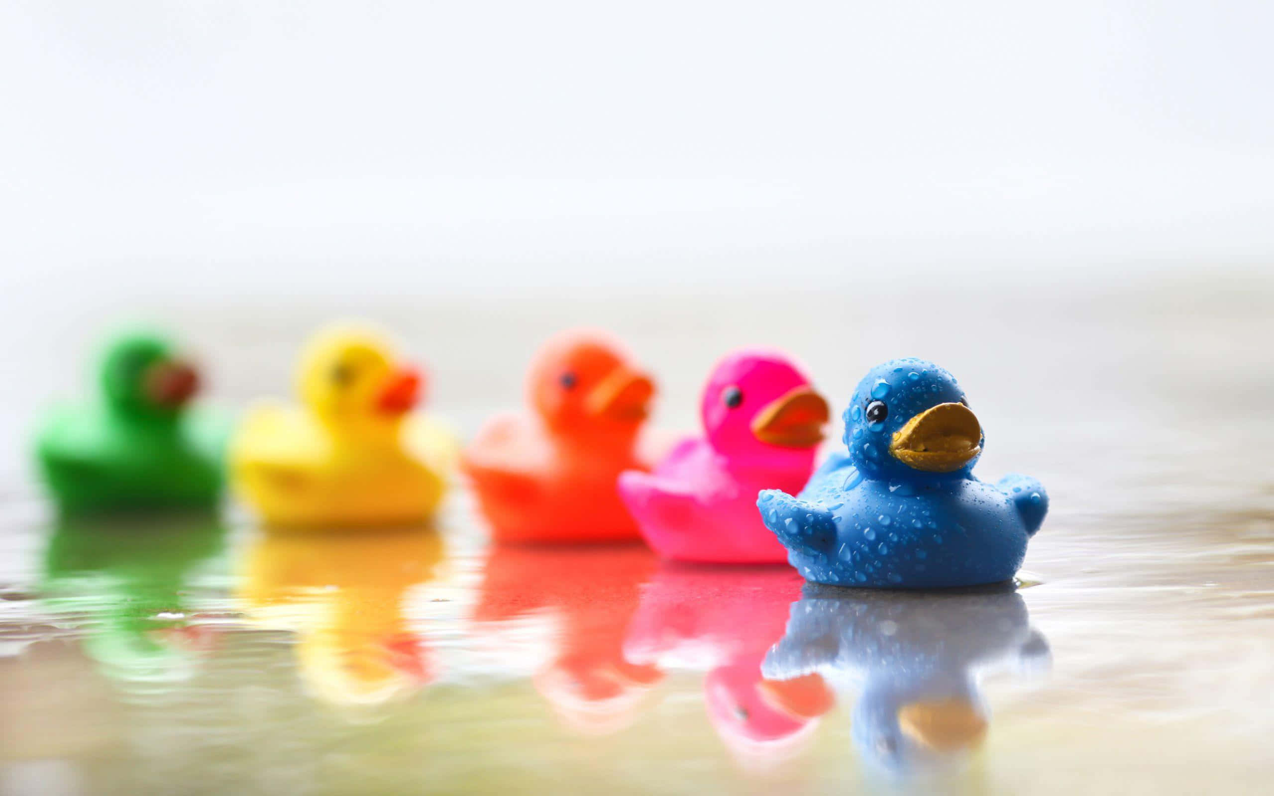 colorful rubber ducks, shallow water, blue duck, 2K Desktop Wallpaper