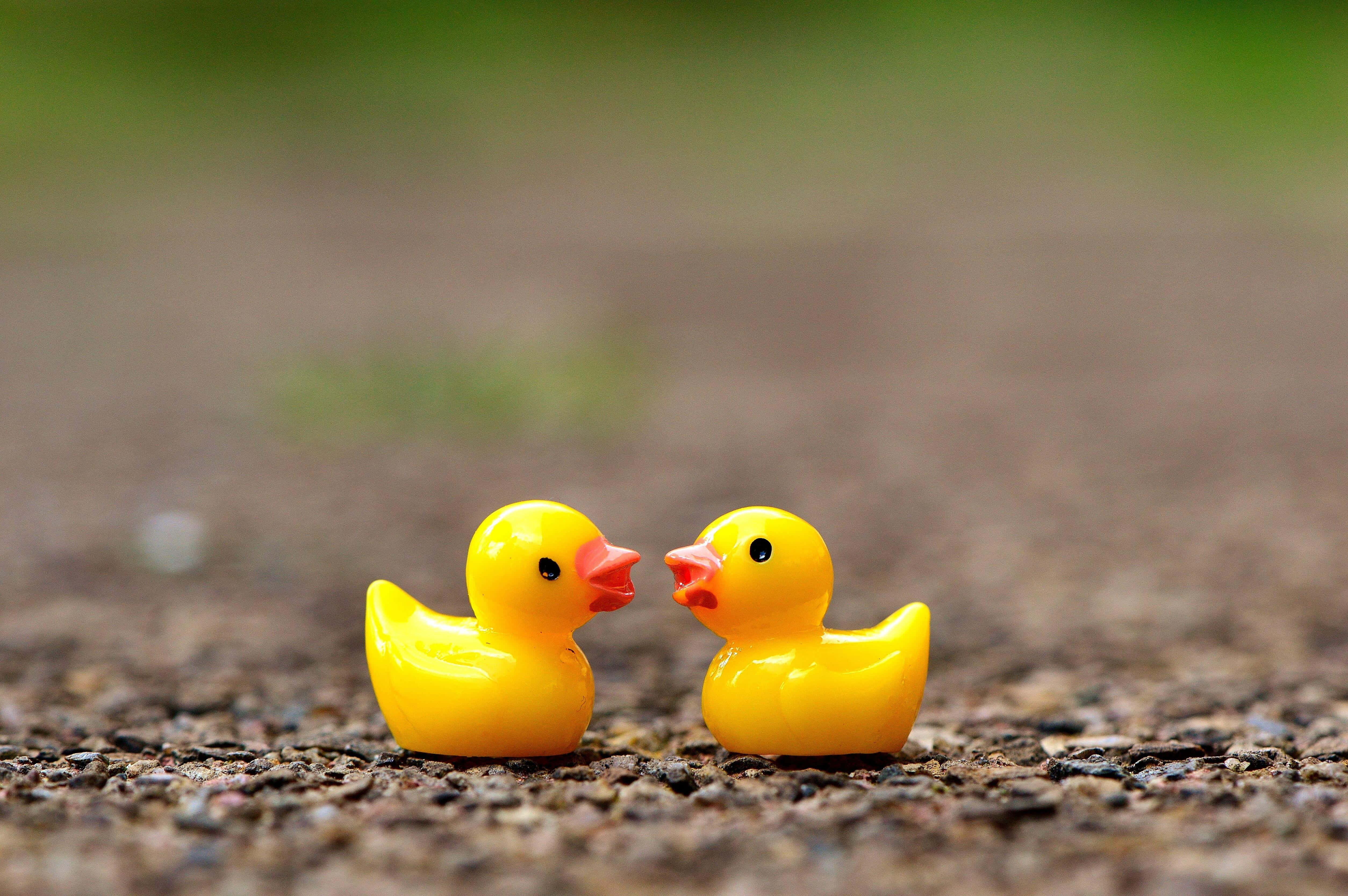 Rubber Duck, bright yellow, gravel path, 4K Desktop Wallpaper
