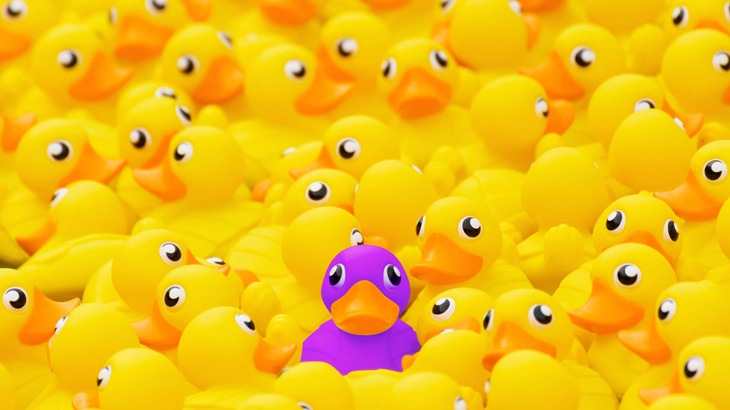 purple rubber duck, yellow rubber ducks, sea of identical yellow rubber ducks, 2K Desktop Wallpaper