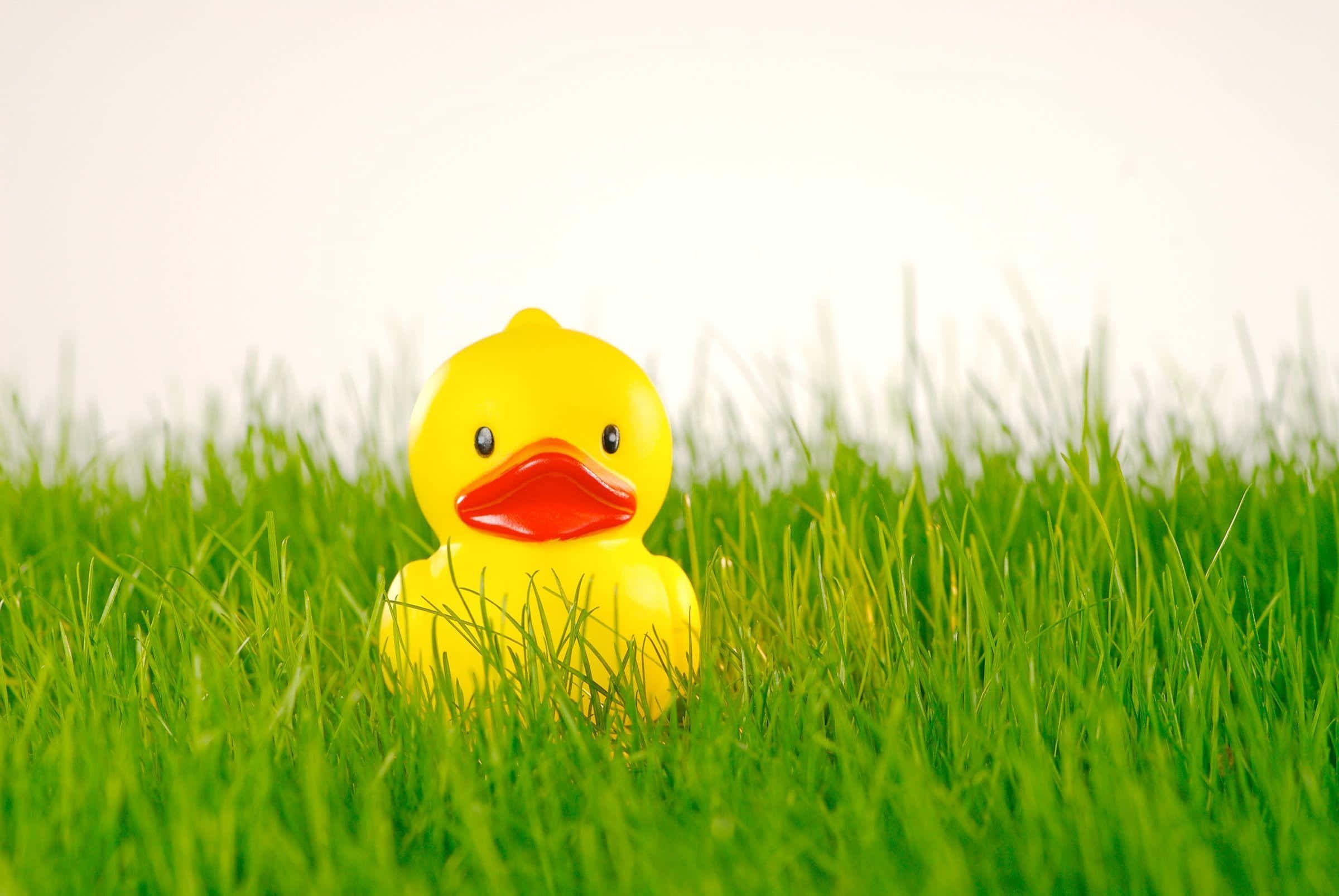 yellow rubber duck, red beak, vibrant green grass, Full HD Desktop Wallpaper