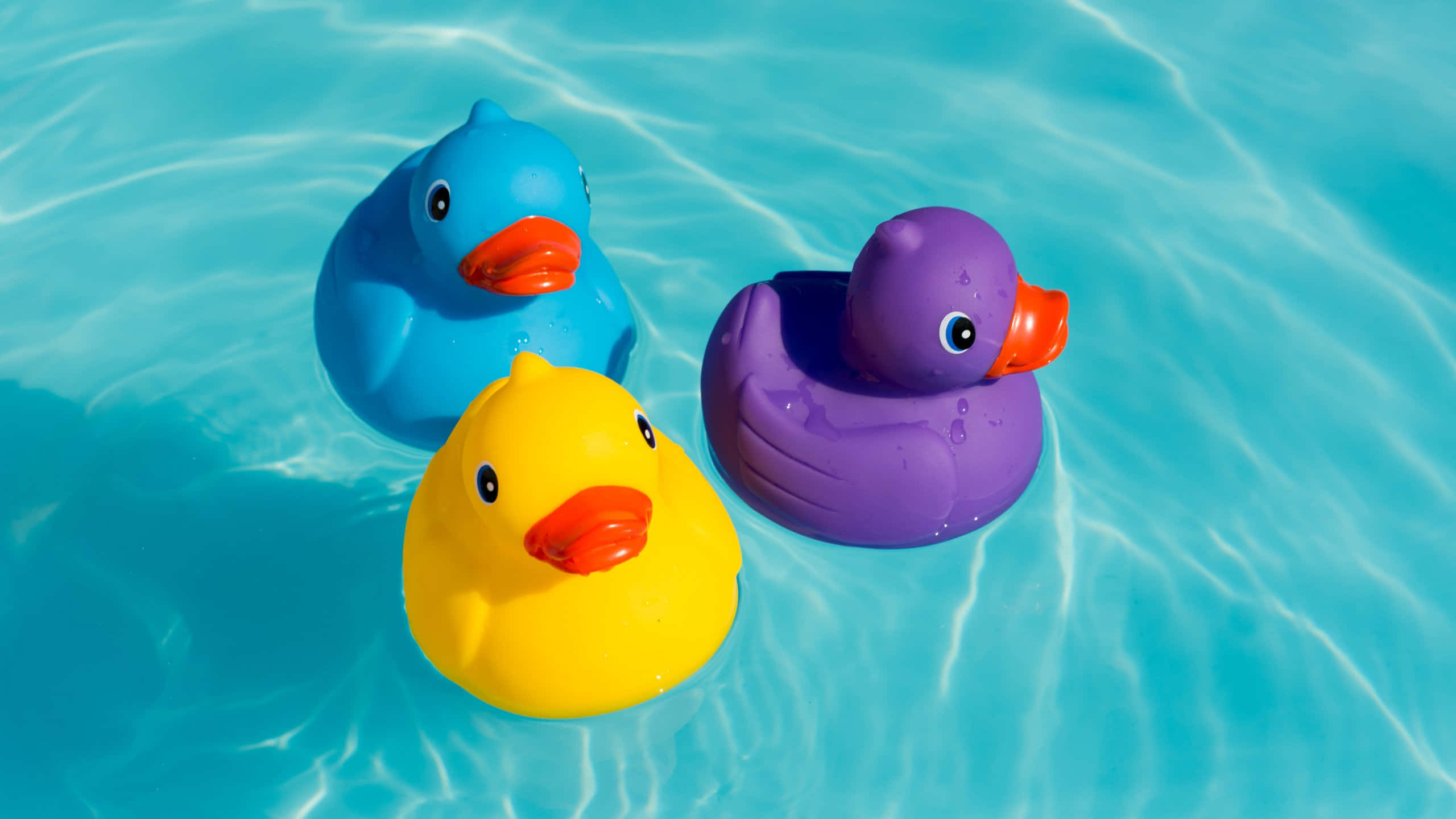 colorful rubber ducks, swimming pool, clear blue water, 2K Desktop Wallpaper