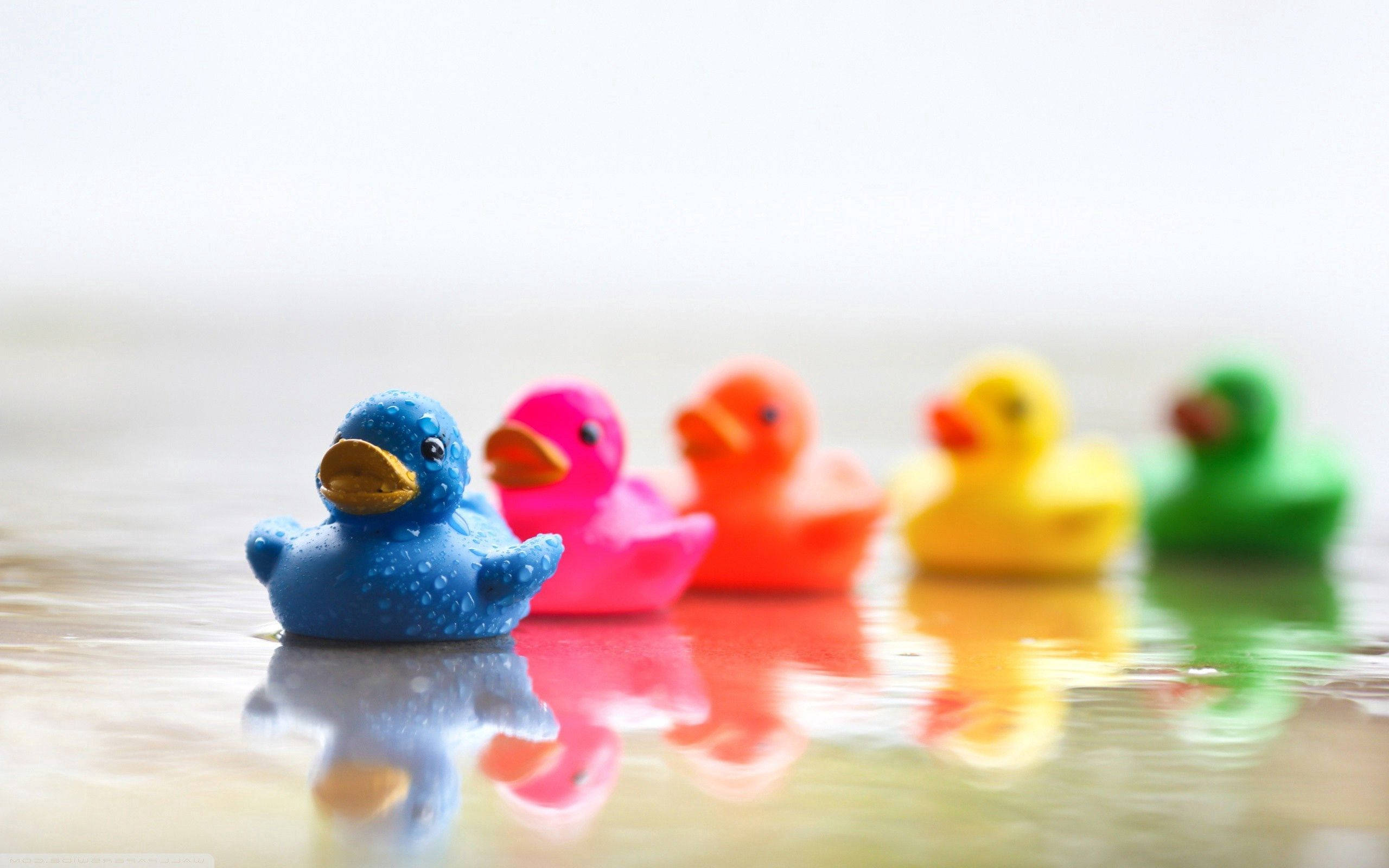 colorful rubber duck, shallow water, blue duck, 2K Desktop Wallpaper