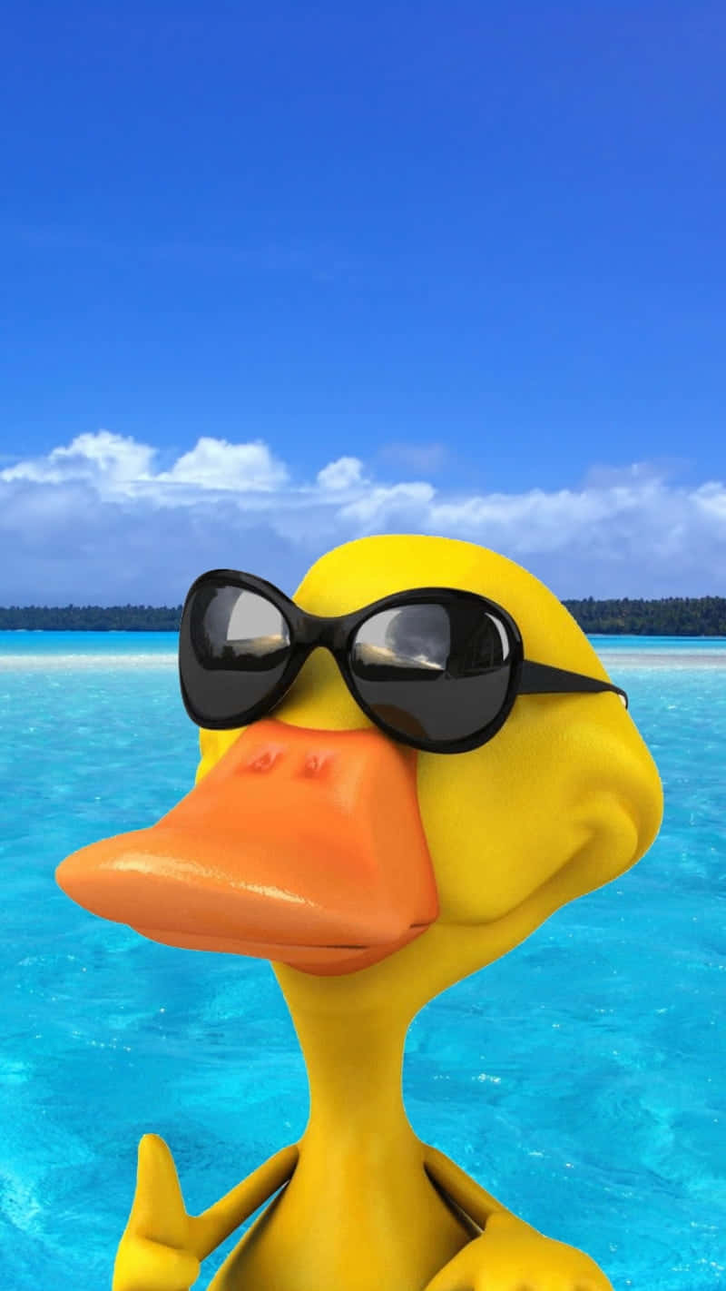 Cool Duck, sunglasses, tropical beach, HD Phone Wallpaper