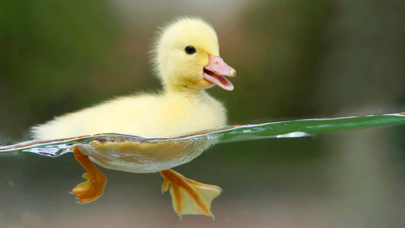 duckling, fluffy yellow, clear water, HD Desktop Wallpaper