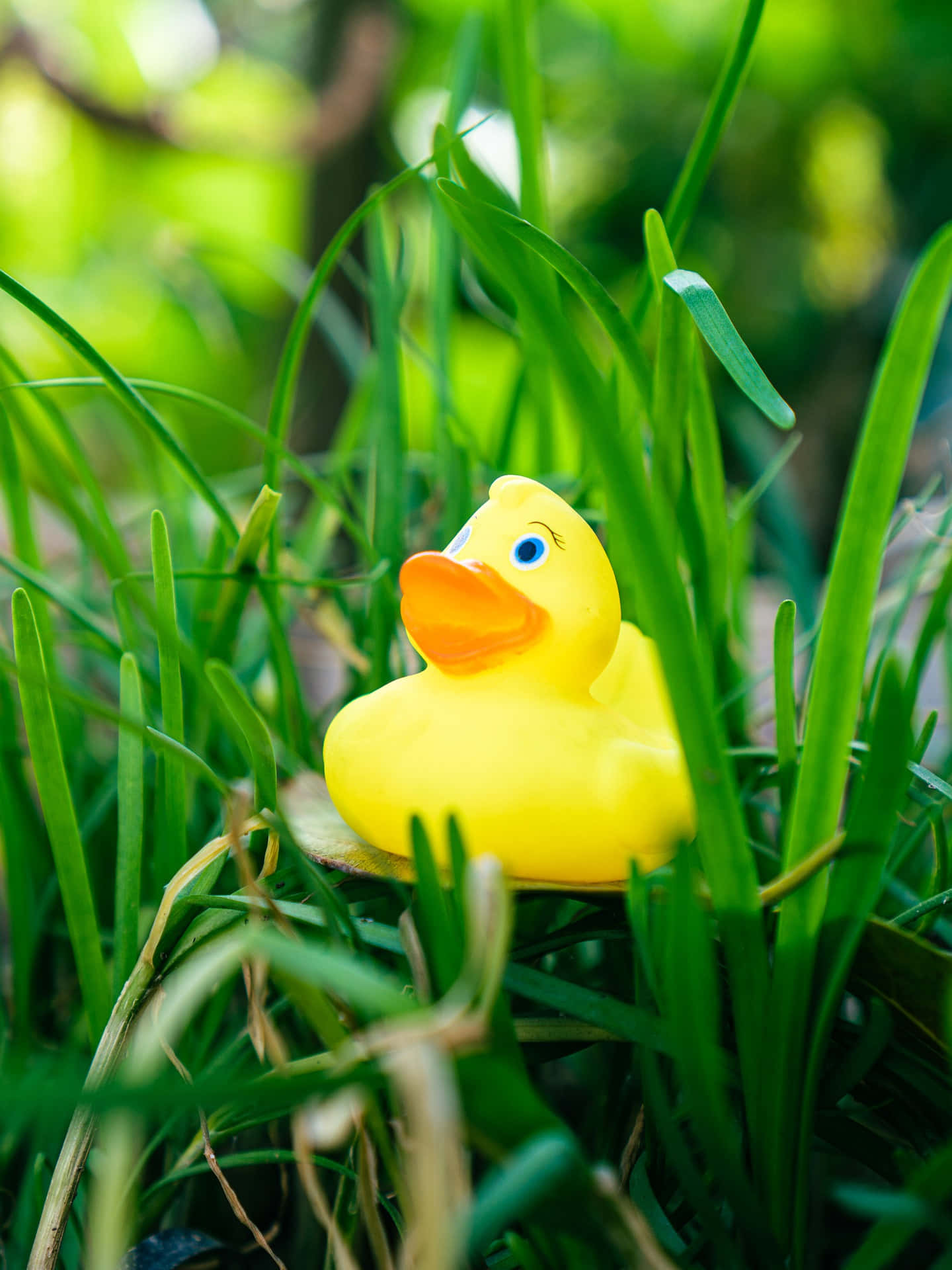 rubber duck, bright yellow, blue eyes, Full HD Phone Wallpaper