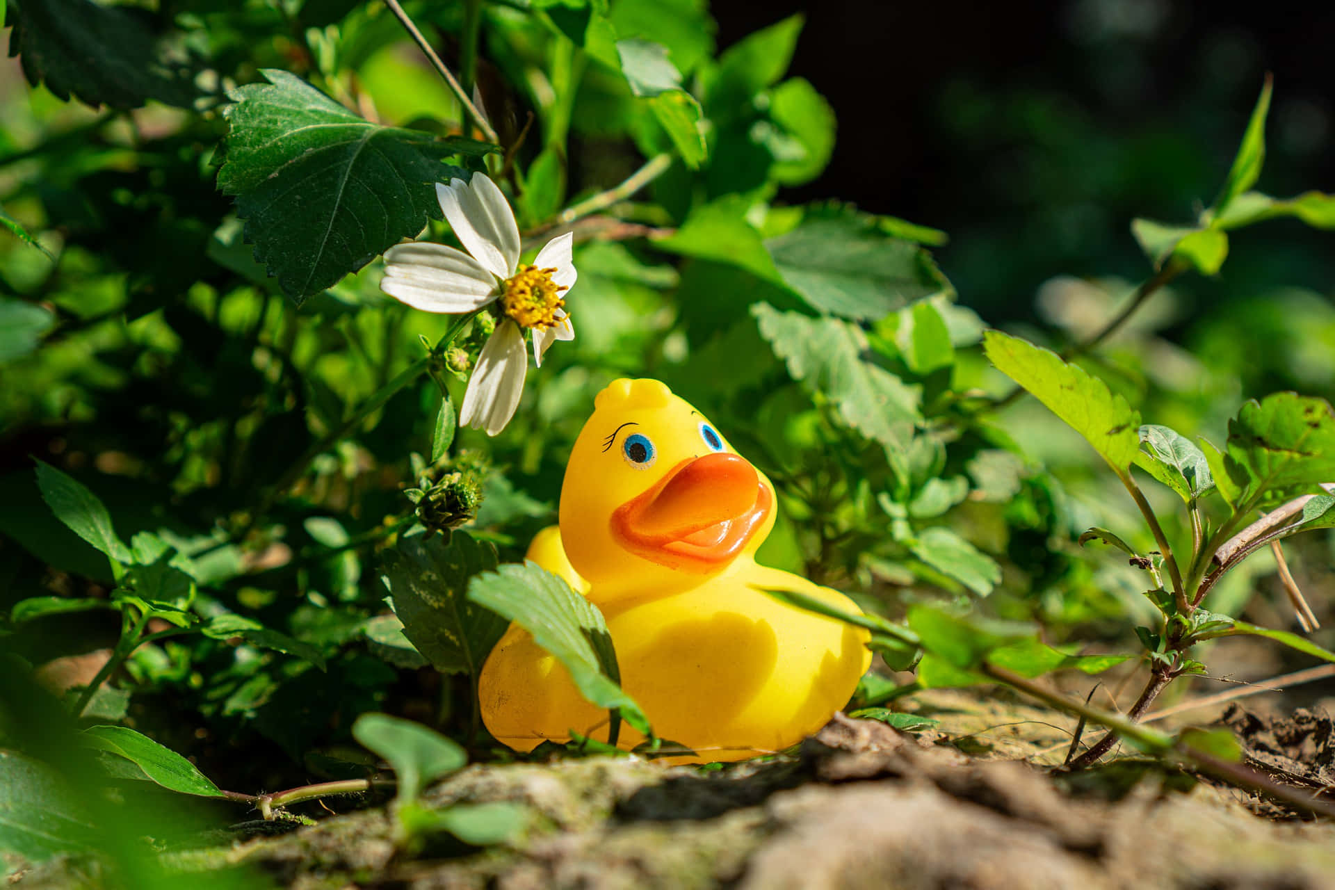 Rubber Duckyin Nature, bright yellow, blue eyes, Full HD Desktop Wallpaper