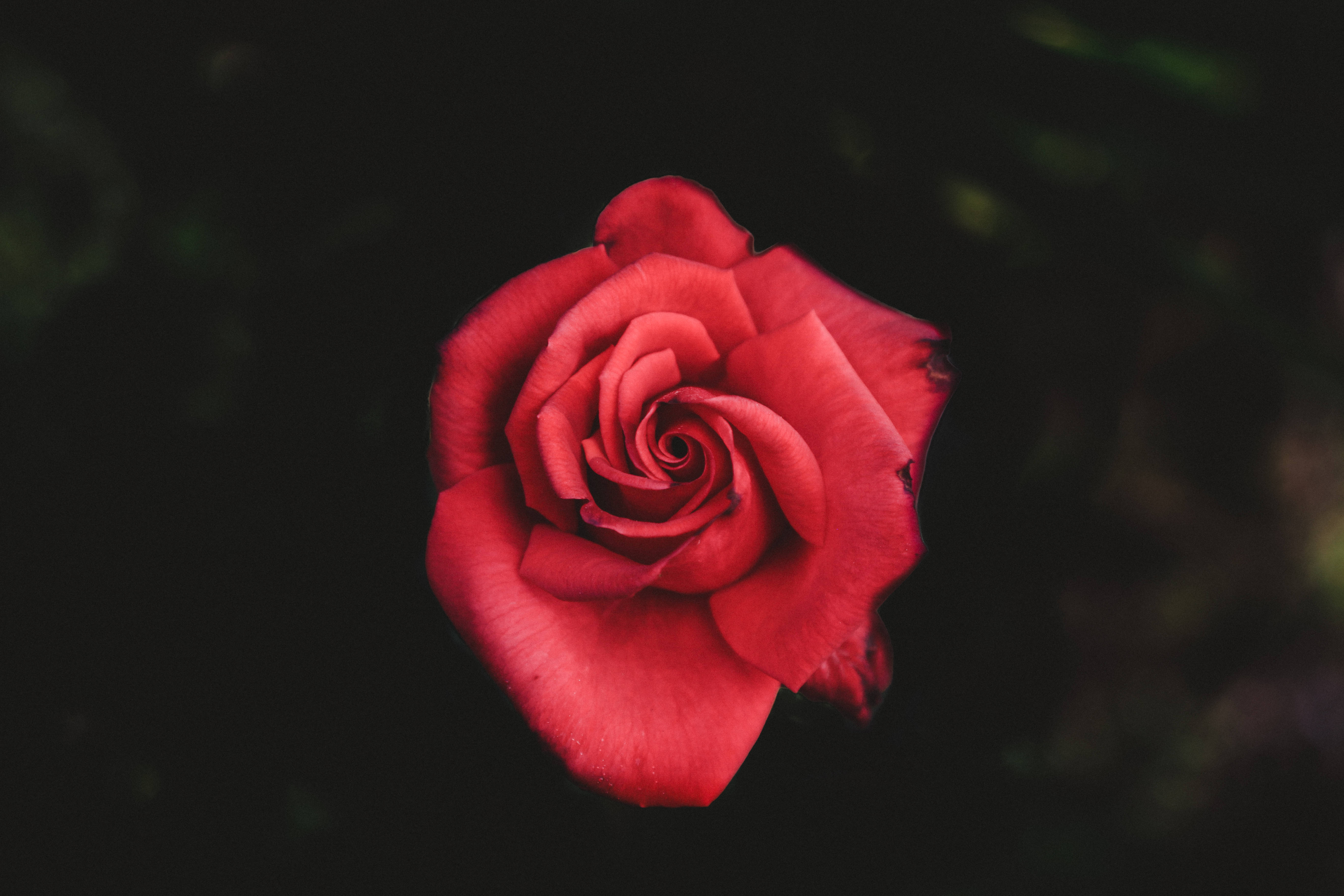 Ruby Rose, vivid red rose, deep dark background, 5K Desktop Wallpaper