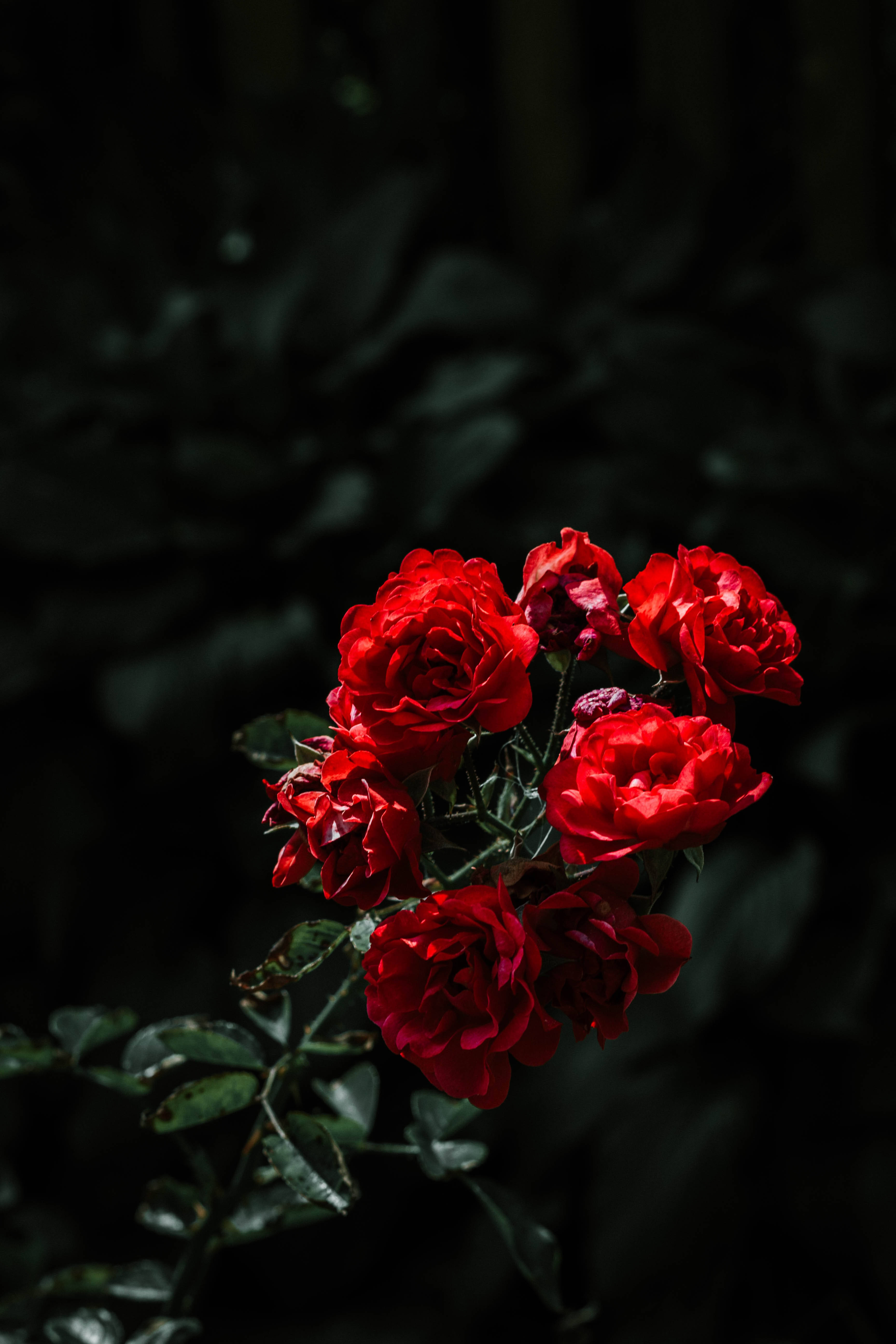 Ruby Red Rose, vibrant red roses, deep shadowed foliage, 5K Phone Wallpaper
