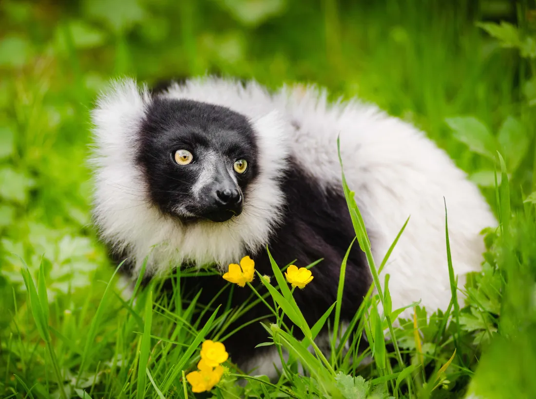 Ruffed Lemur