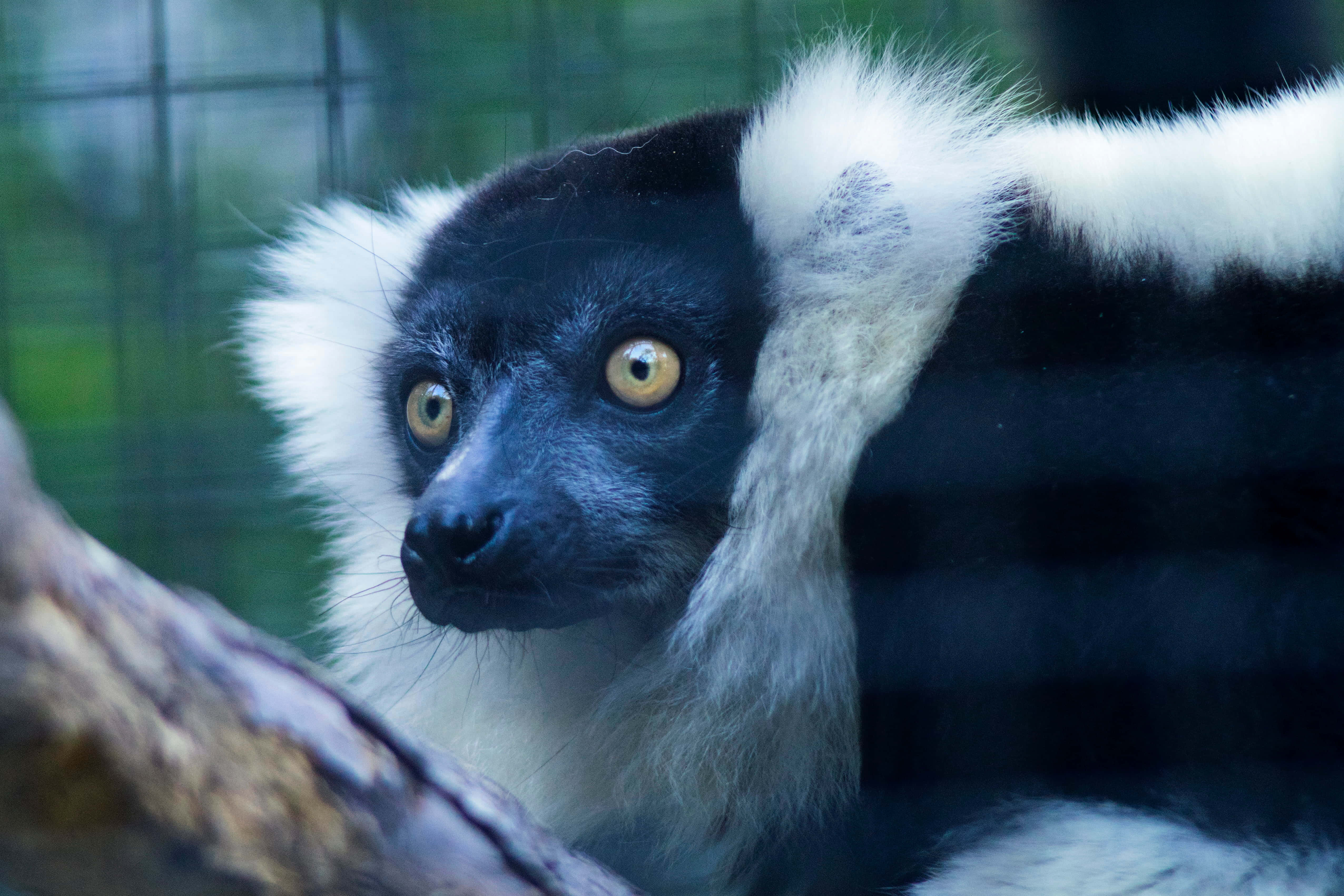 ruffed lemur, black and white, amber eyes, 4K Desktop Wallpaper