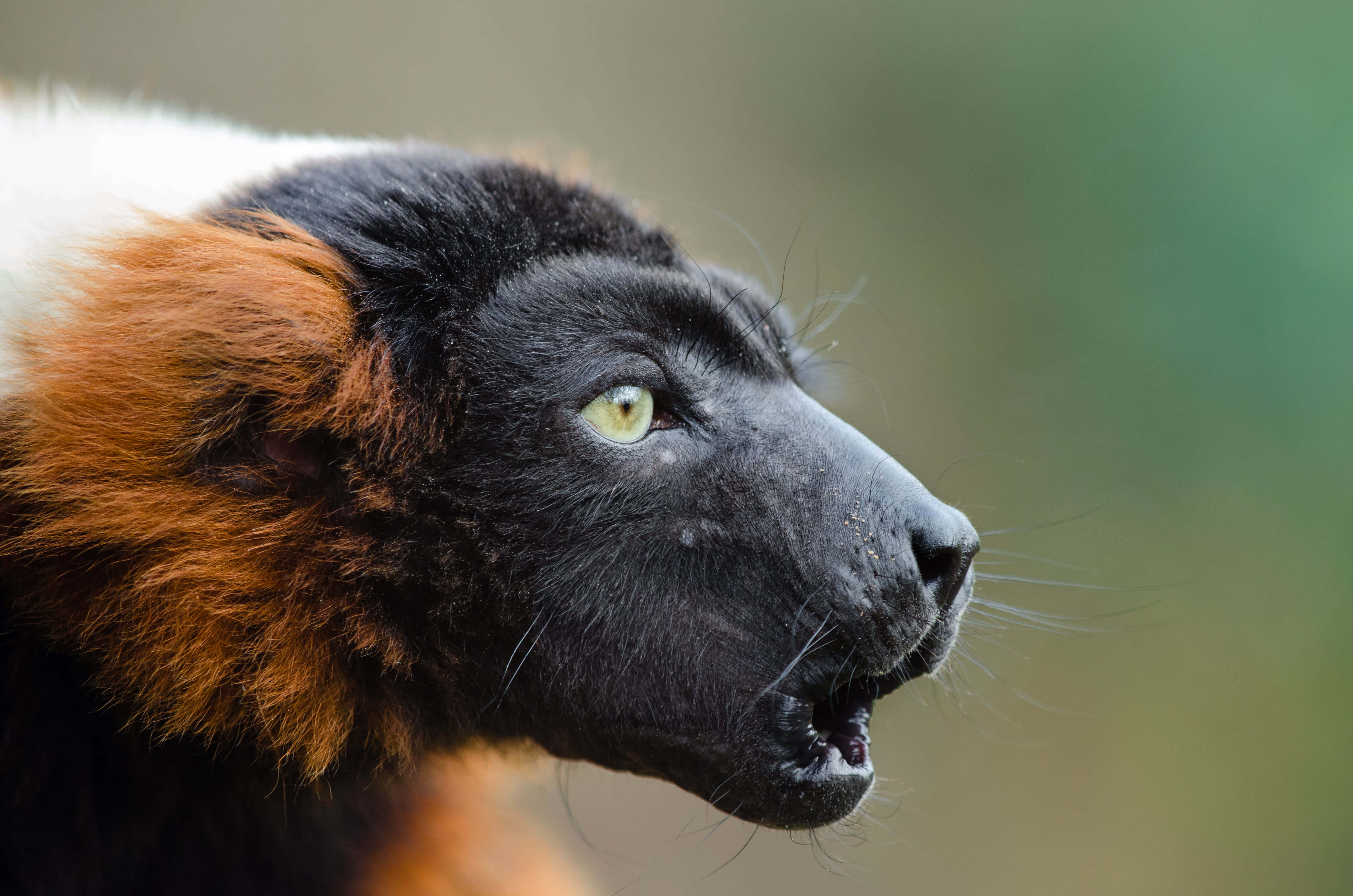 red ruffed lemur, striking green eyes, black fur, 4K Desktop Wallpaper