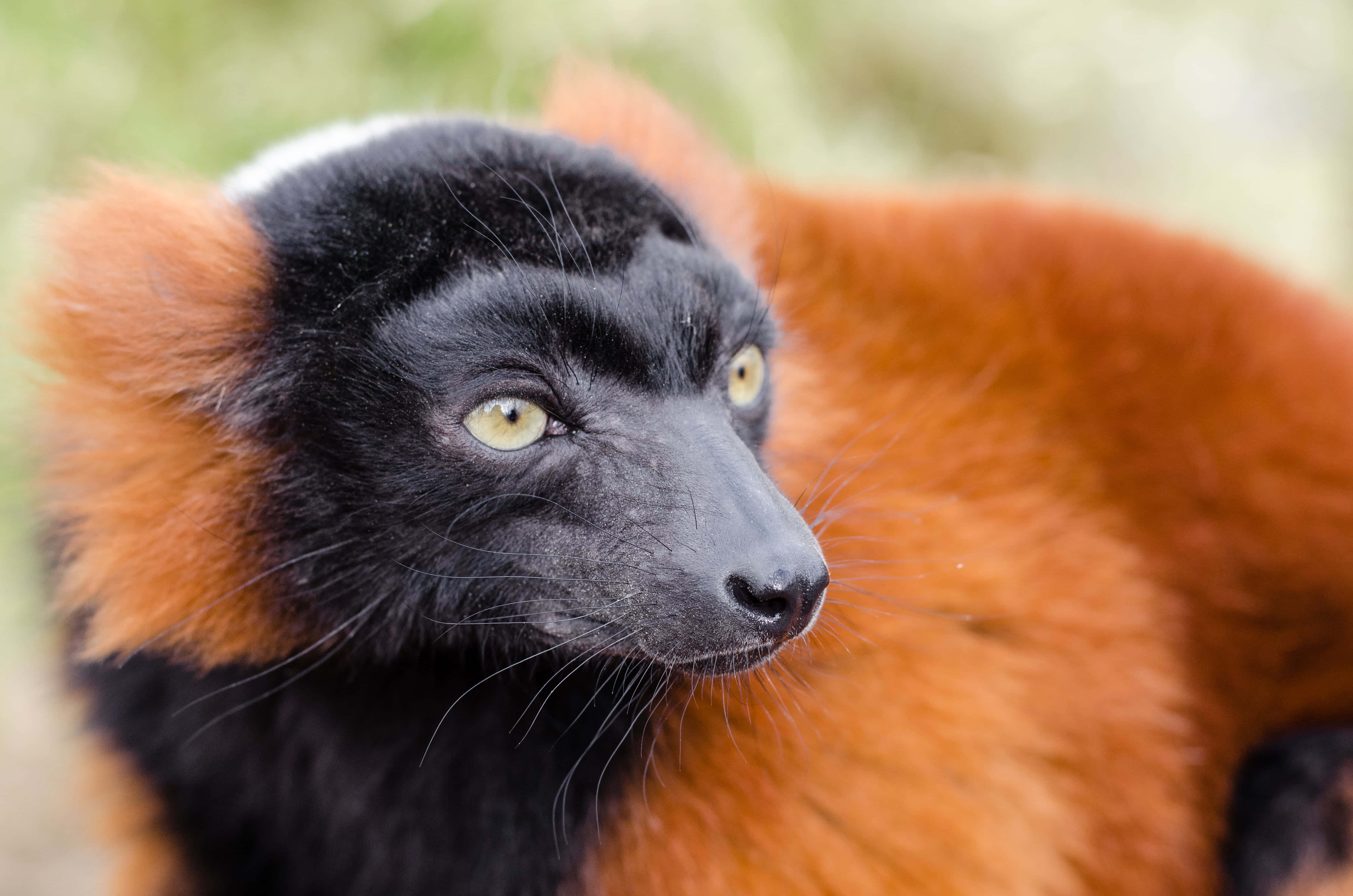 ruffed lemur, red ruffed lemur, yellow eyes, 4K Desktop Wallpaper