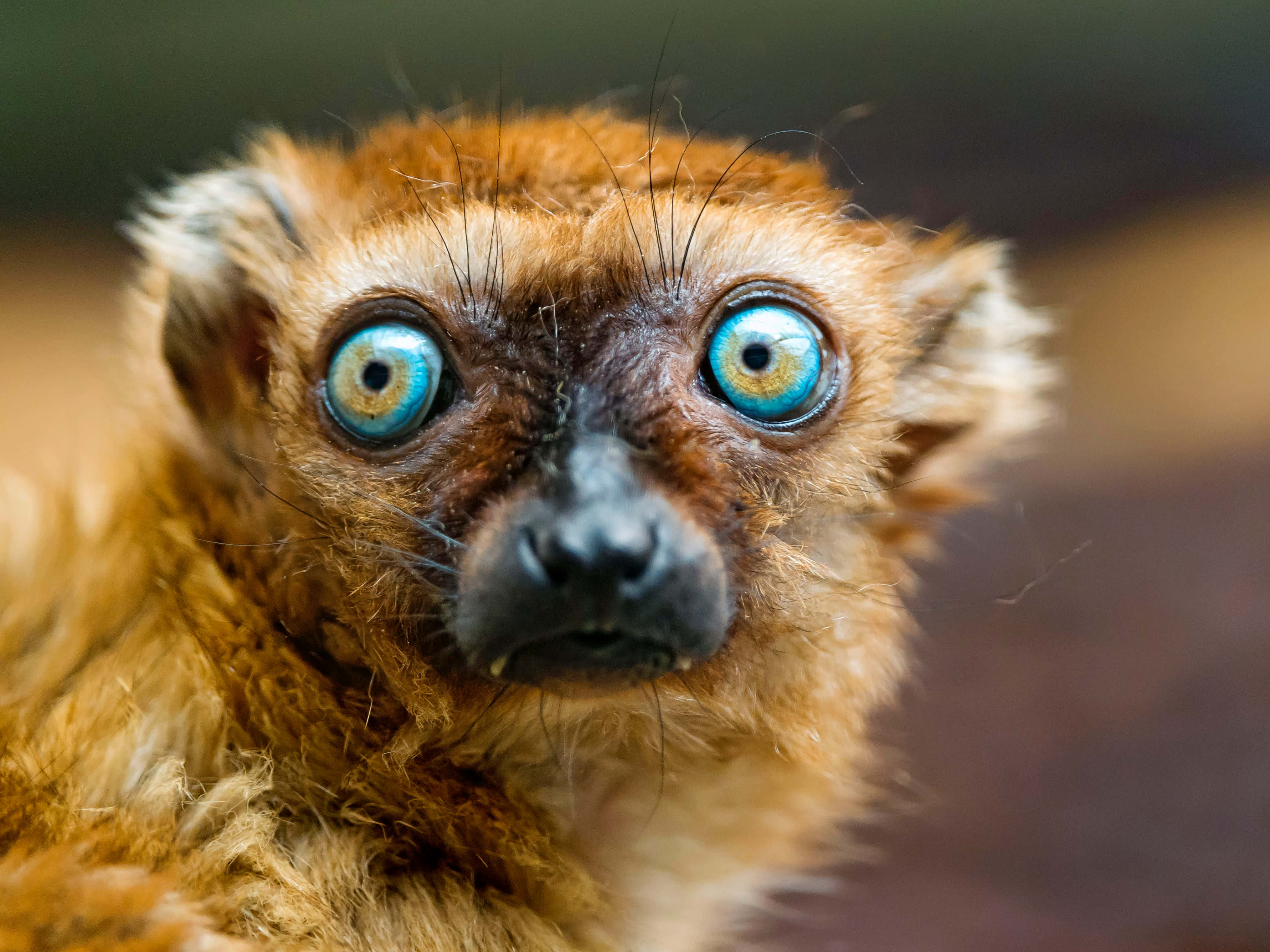 red ruffed lemur, blue eyes, fluffy brown fur, 4K Desktop Wallpaper