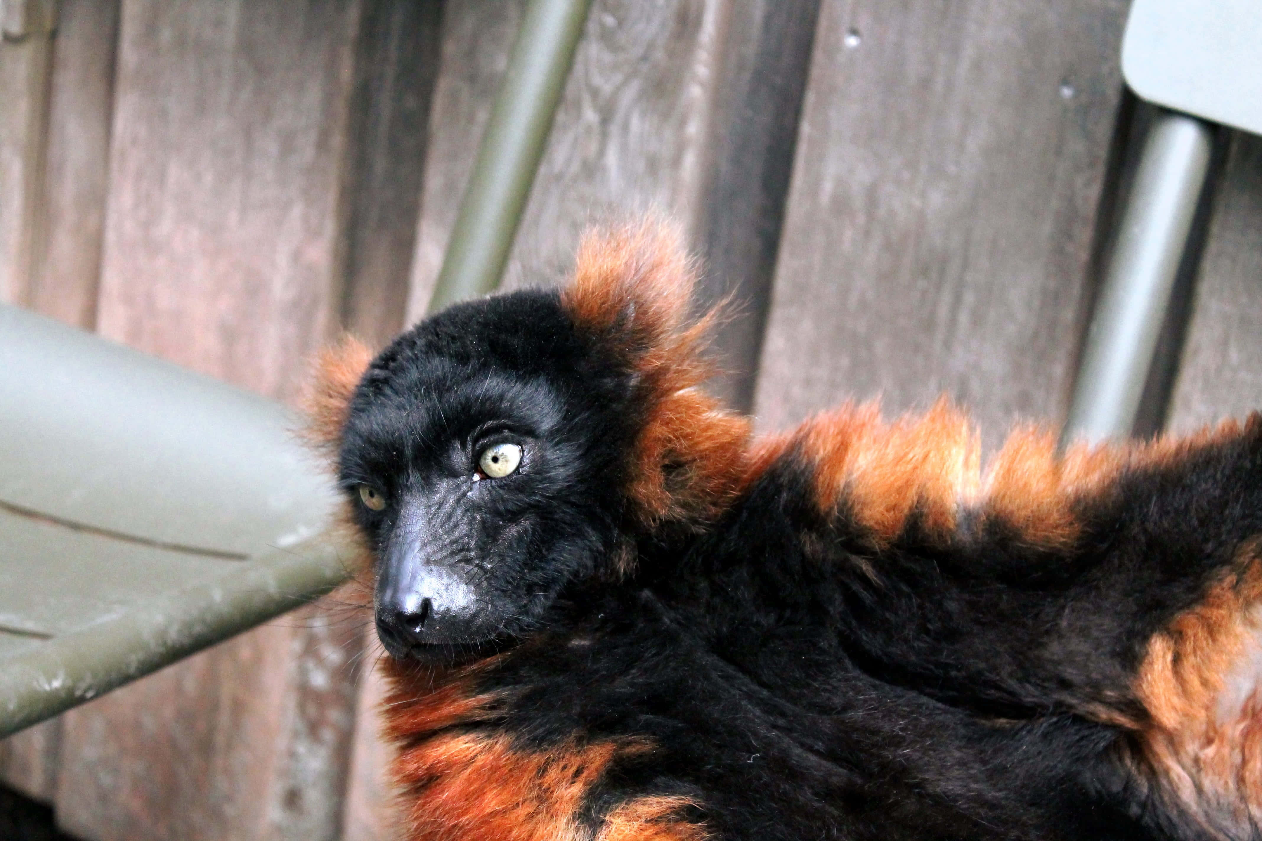 ruffed lemur, black and orange, bright yellow eyes, 4K Desktop Wallpaper