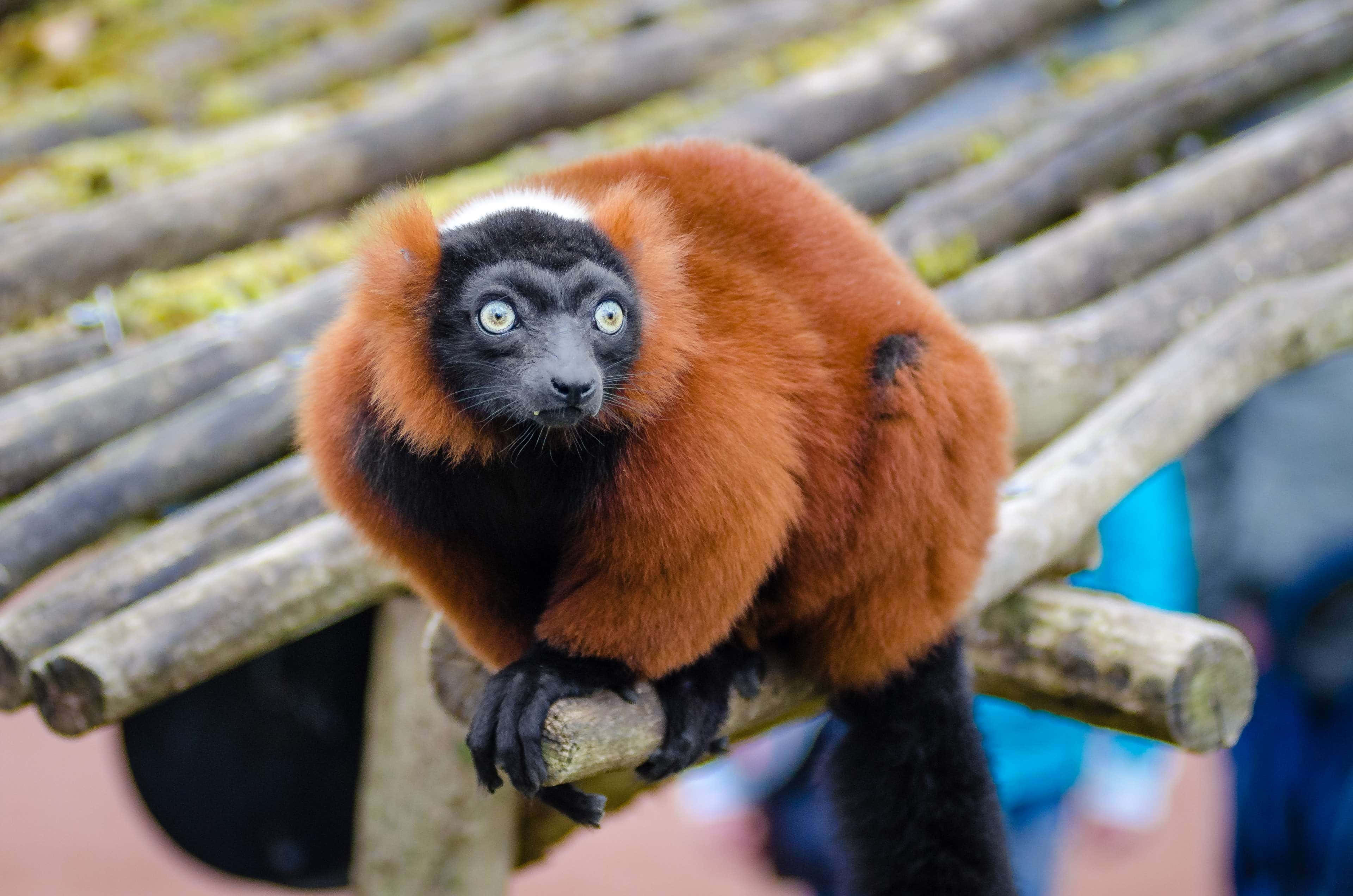 ruffed lemur, red ruffed lemur, striking blue eyes, 4K Desktop Wallpaper