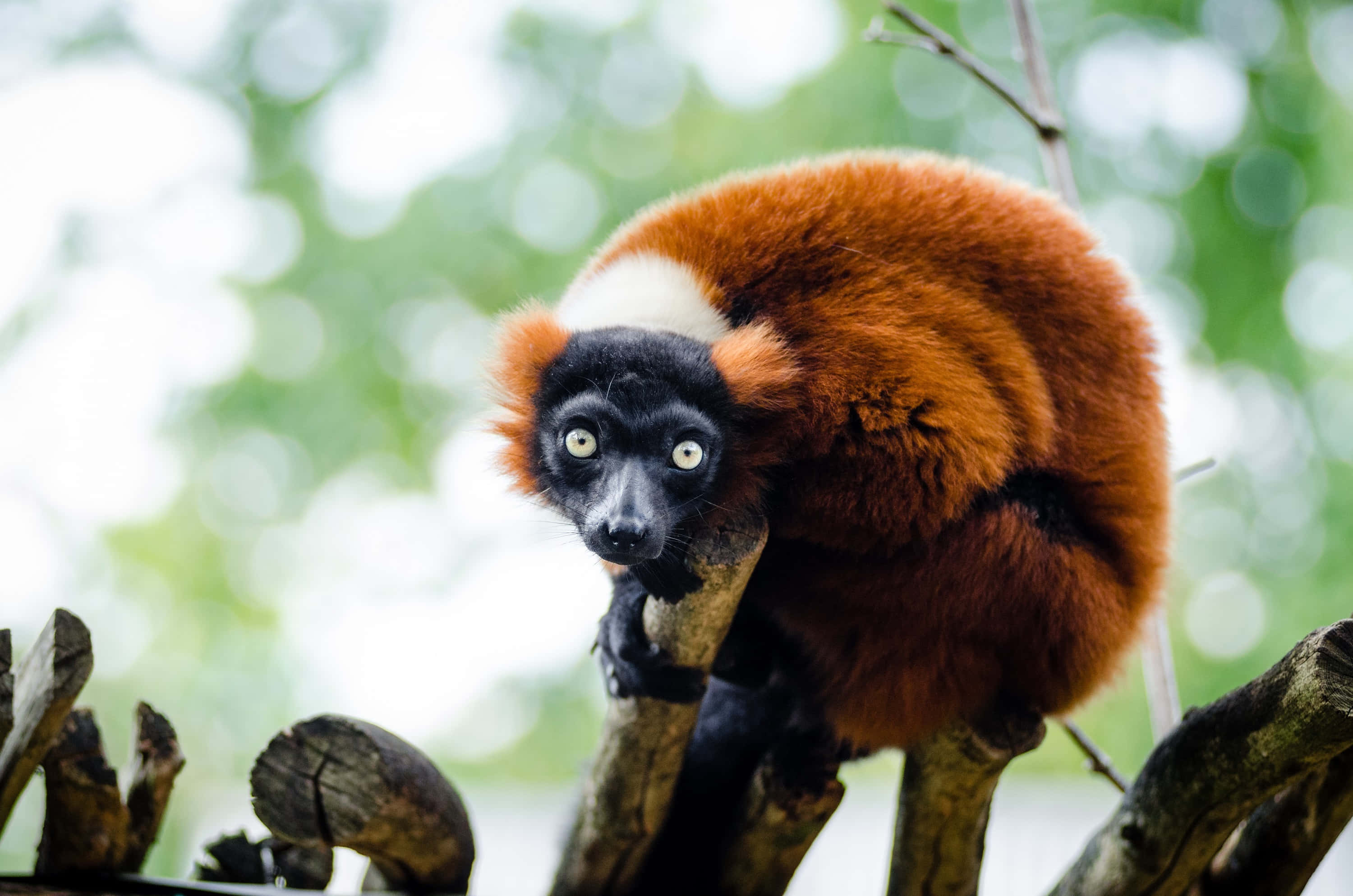Red Ruffed Lemur, yellow eyes, tree branches, 2K Desktop Wallpaper
