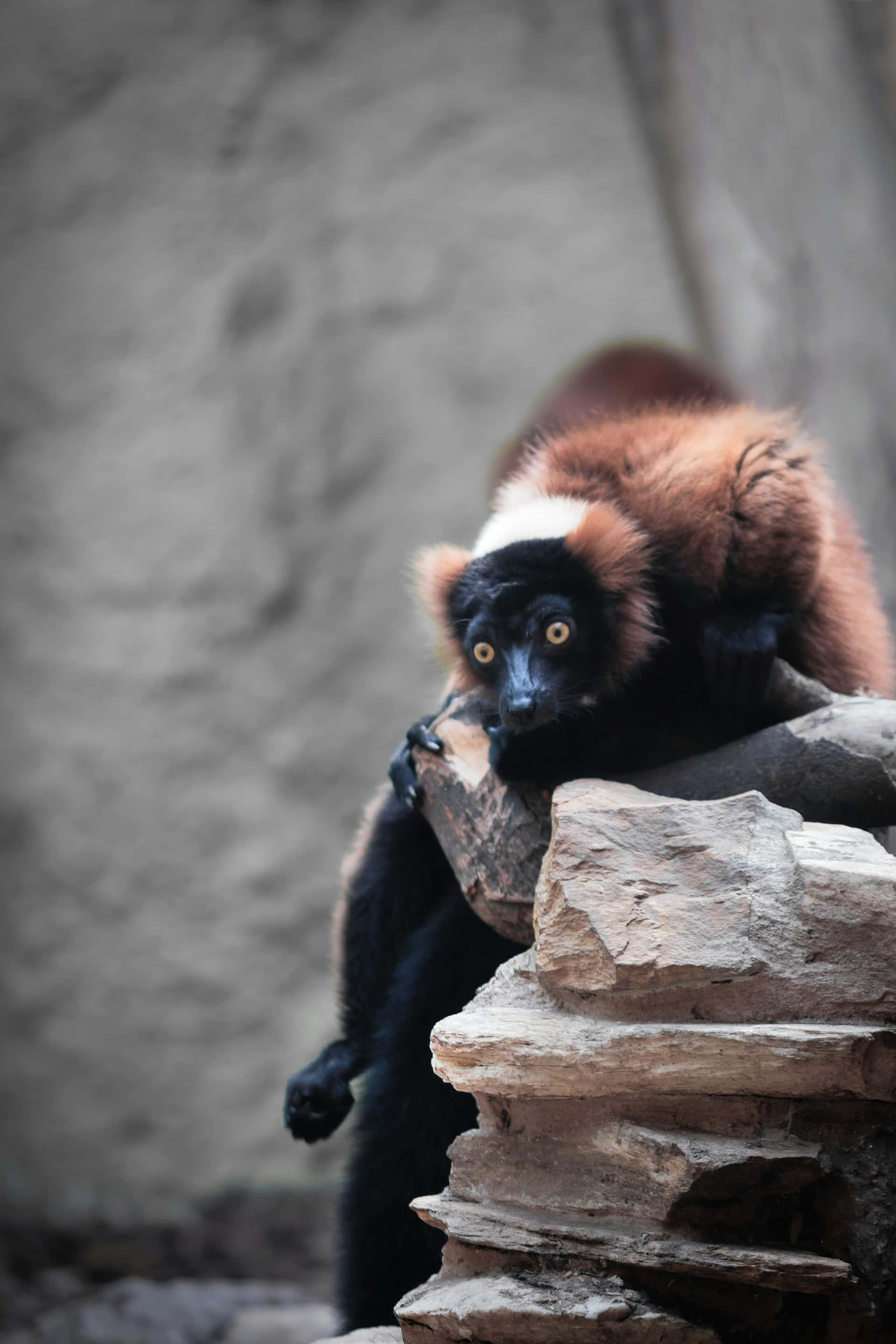 ruffed lemur, yellow eyes, weathered rocks, 2K Phone Wallpaper