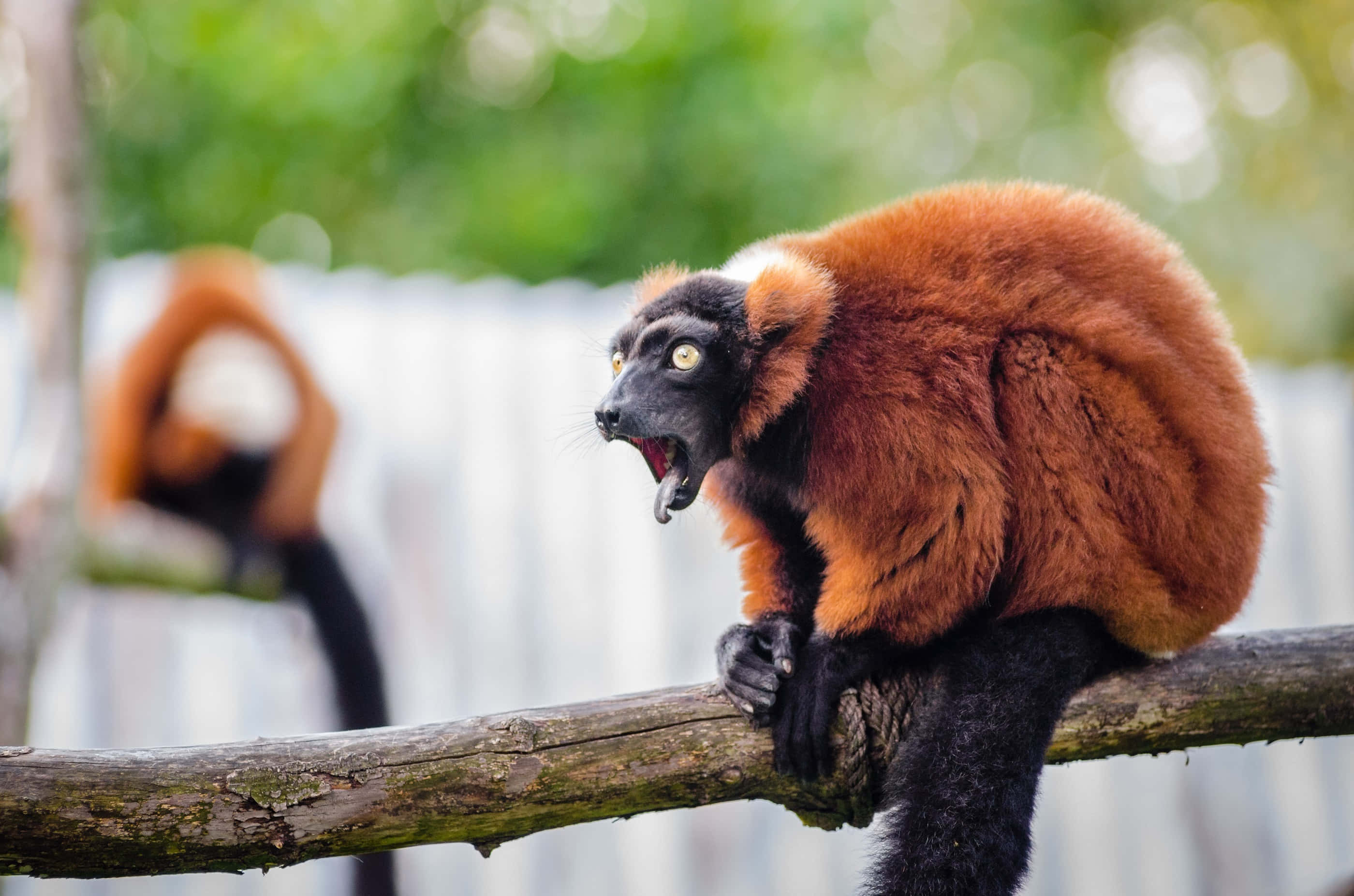 Red Ruffed Lemur, branch, mid-scream, 2K Desktop Wallpaper