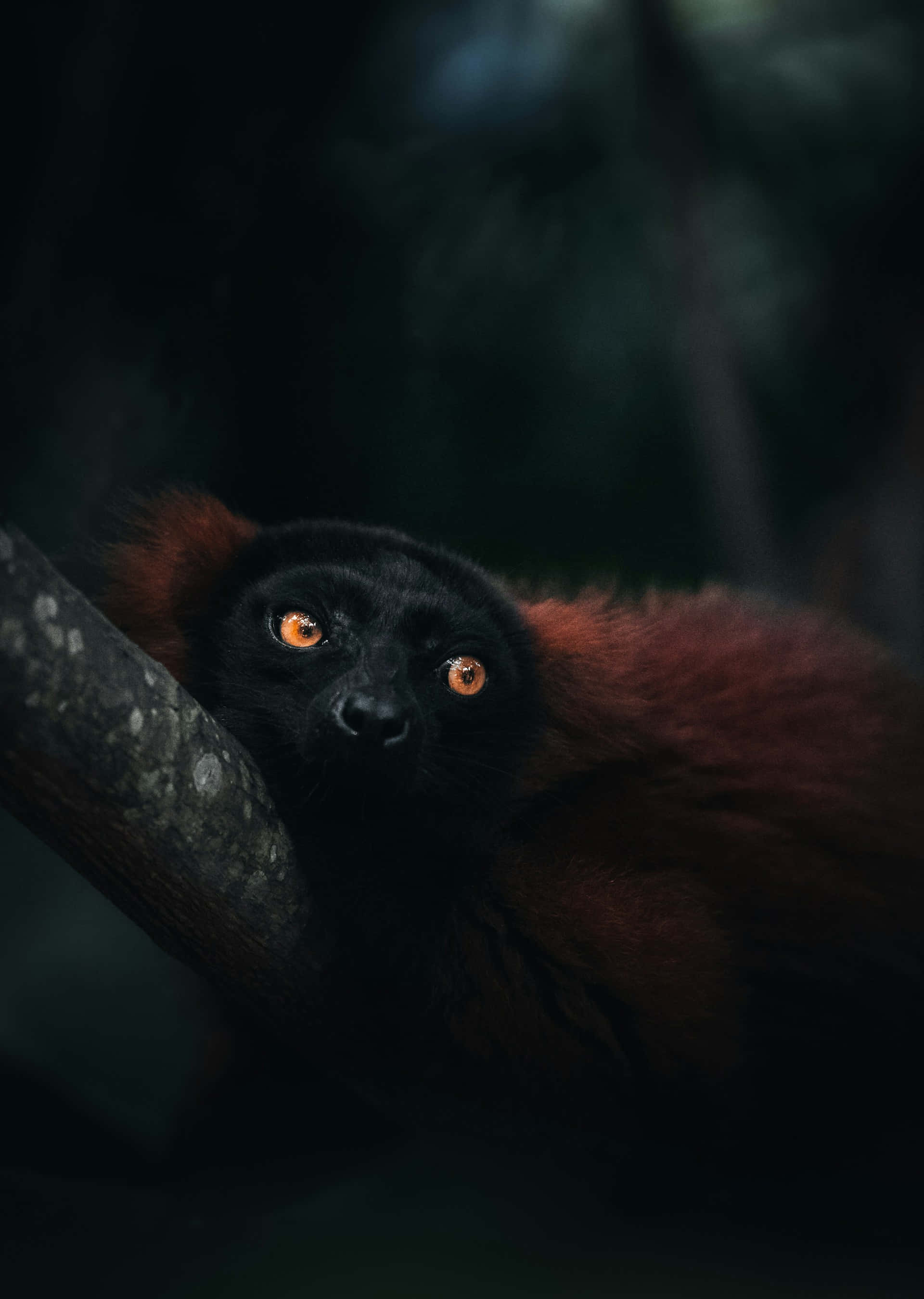 Ruffed Lemur, tree branch, dark forest, 2K Phone Wallpaper