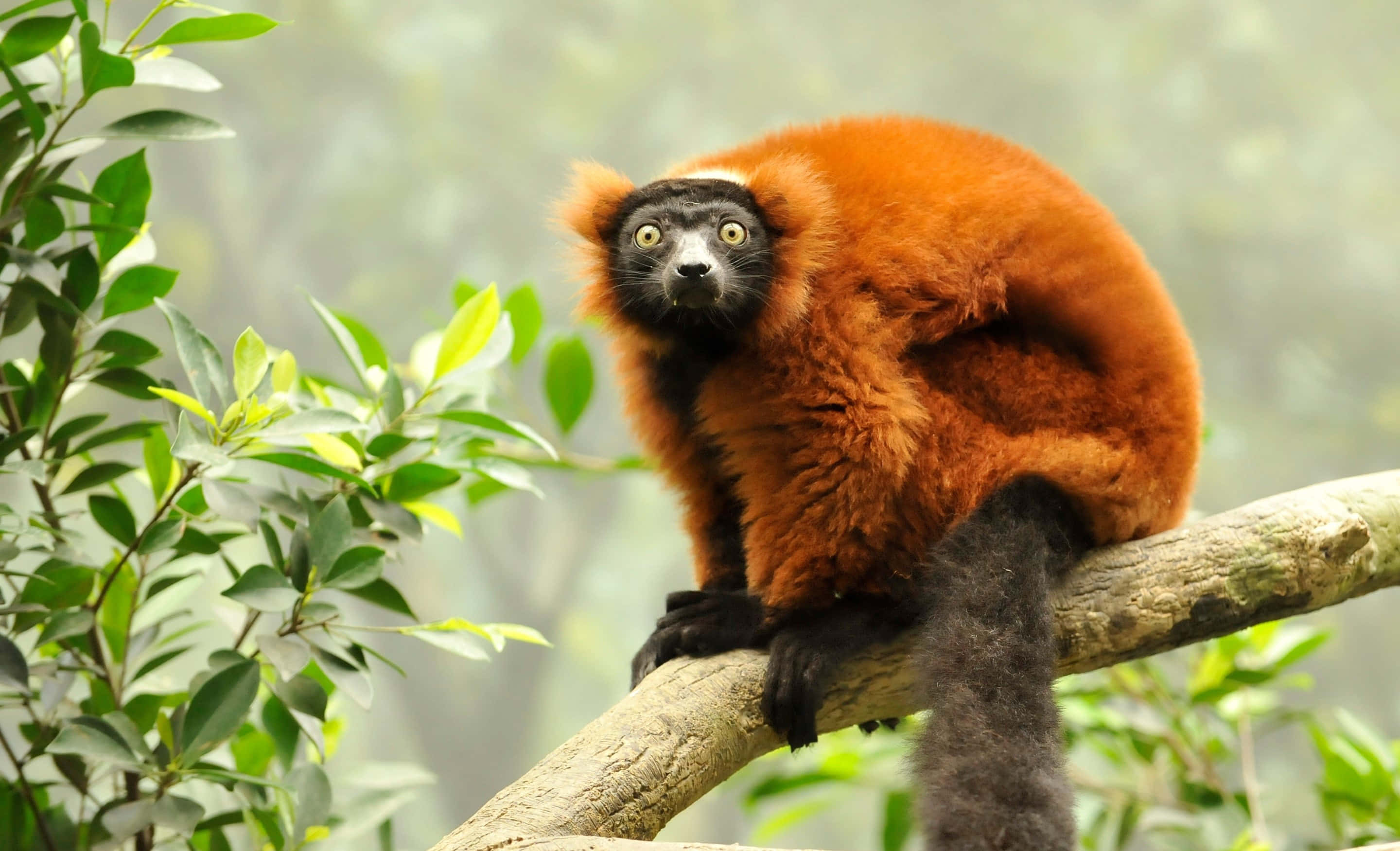 Red Ruffed Lemur, mossy tree branch, lush green foliage, 2K Desktop Wallpaper