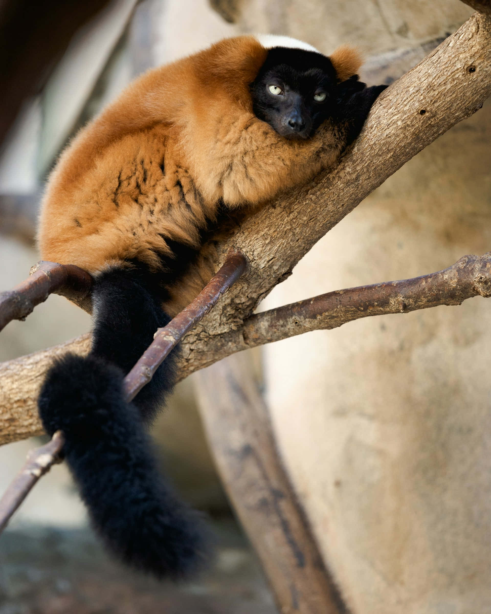 ruffed lemur, red ruffed lemur, black face, Full HD Phone Wallpaper