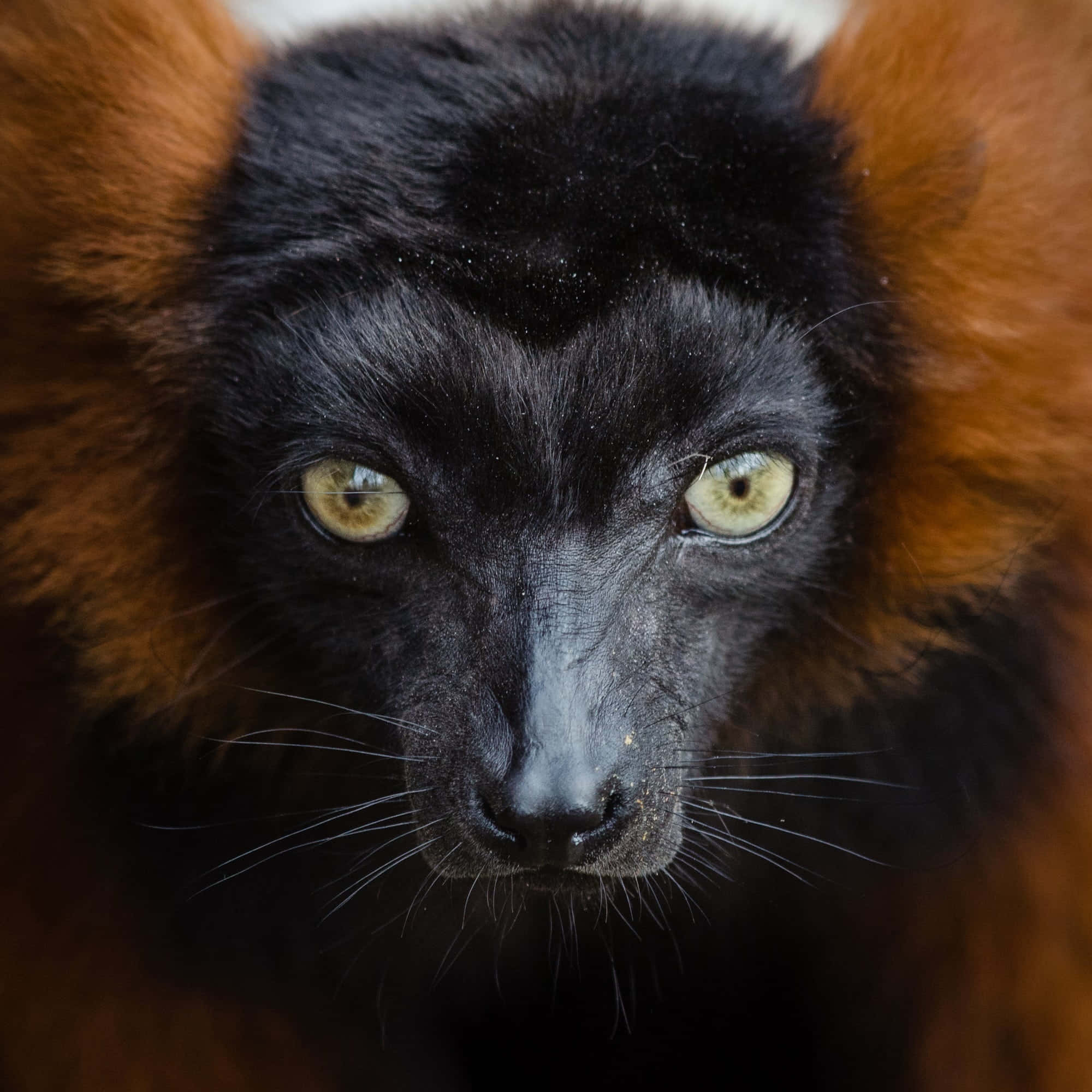 red ruffed lemur, piercing yellow eyes, black fur, Full HD Desktop Wallpaper
