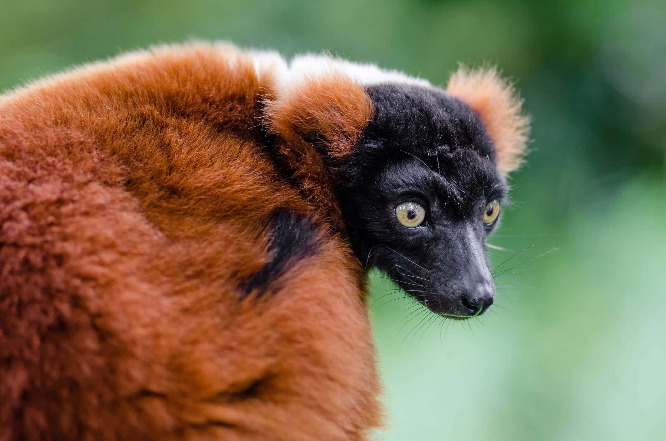 red ruffed lemur, yellow eyes, black face, Full HD Desktop Wallpaper