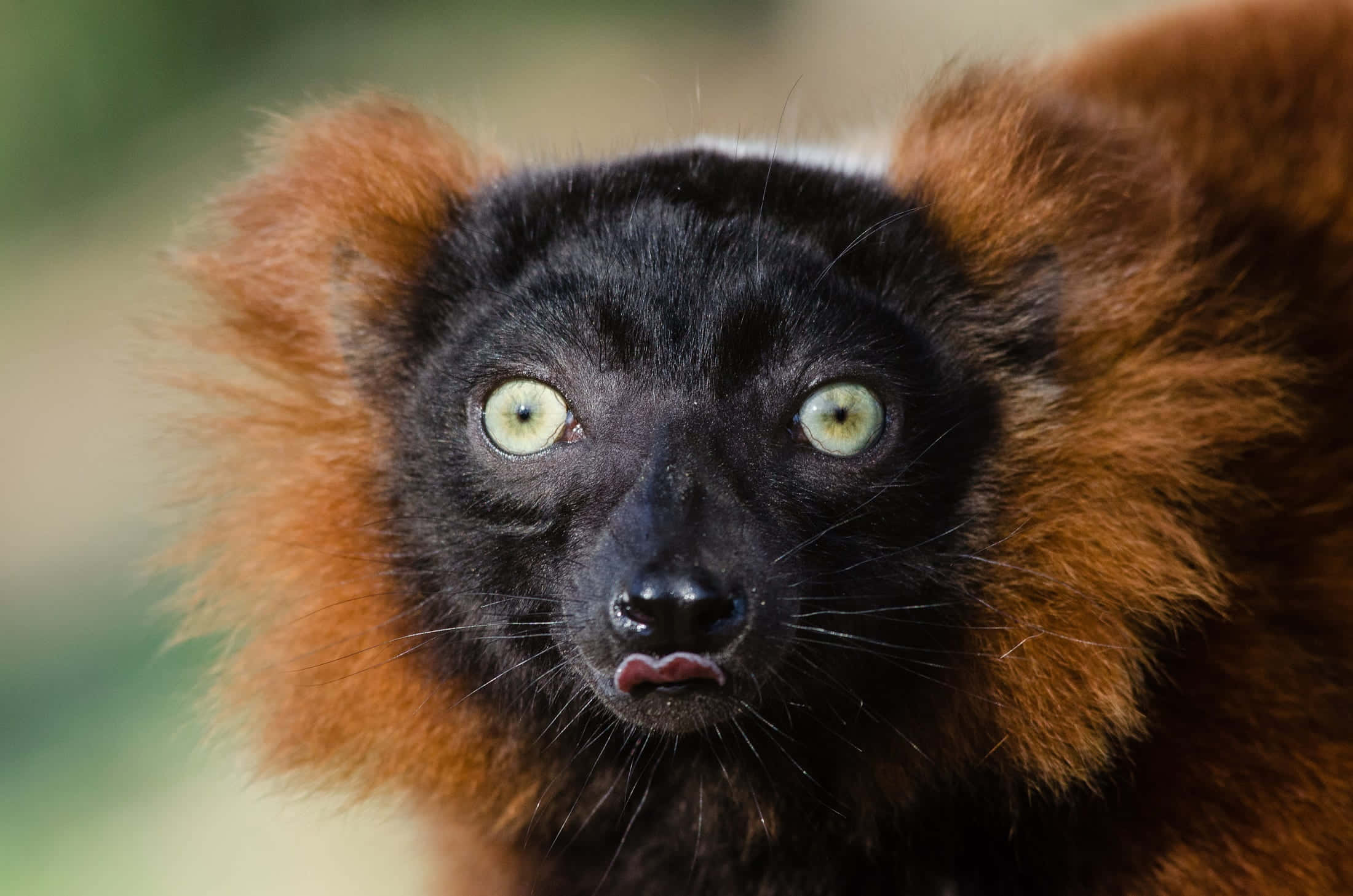 ruffed lemur, red ruffed lemur, green eyes, Full HD Desktop Wallpaper