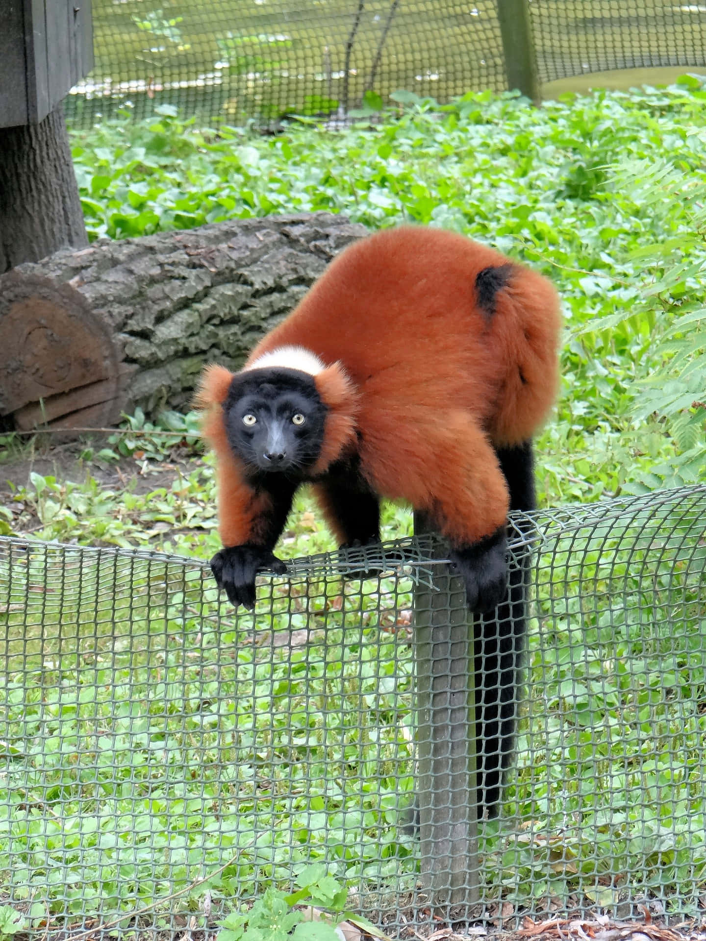 red ruffed lemur, black limbs, bright yellow eyes, Full HD Phone Wallpaper