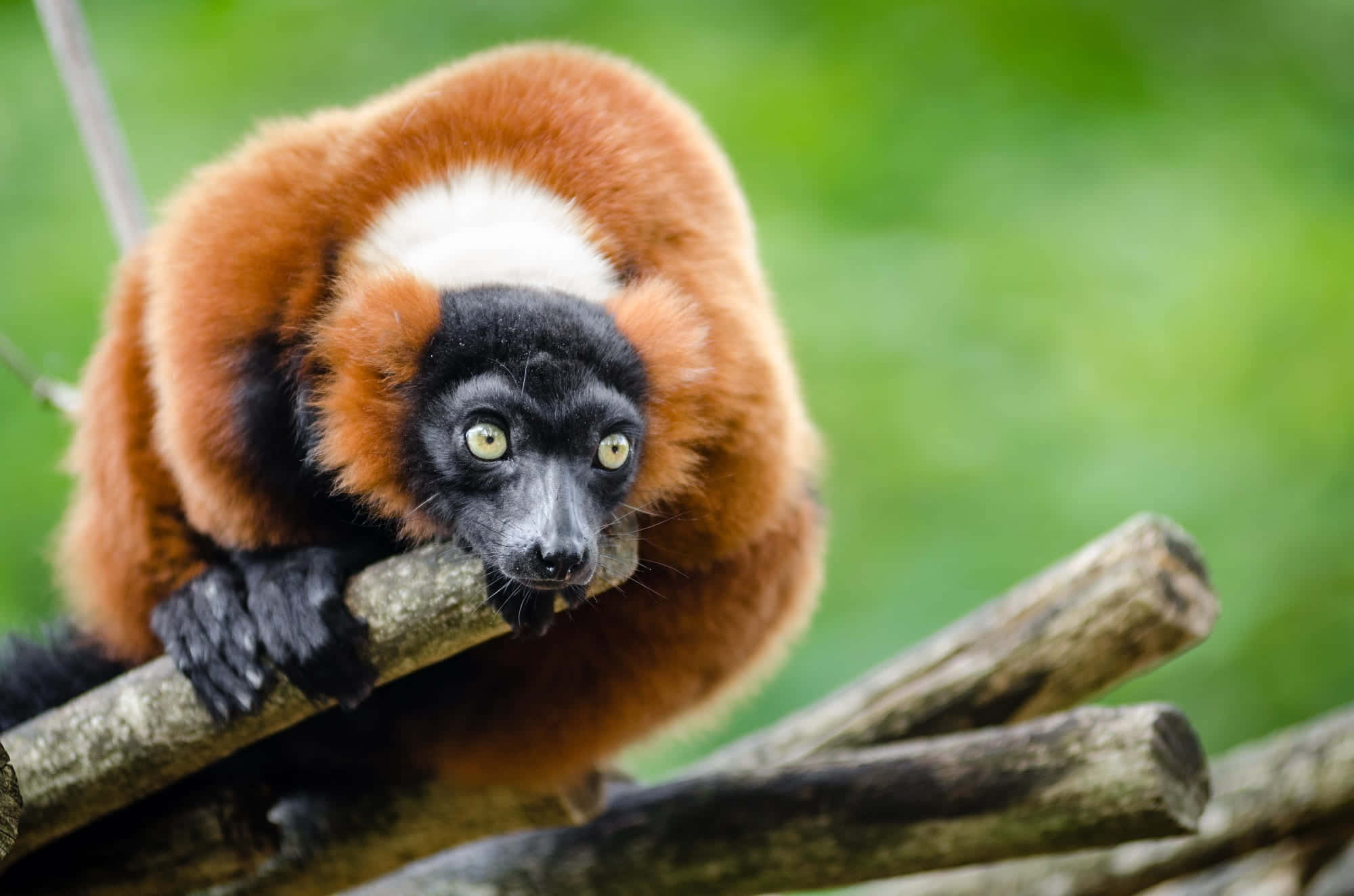 ruffed lemur, tree branches, soft green forest backdrop, Full HD Desktop Wallpaper