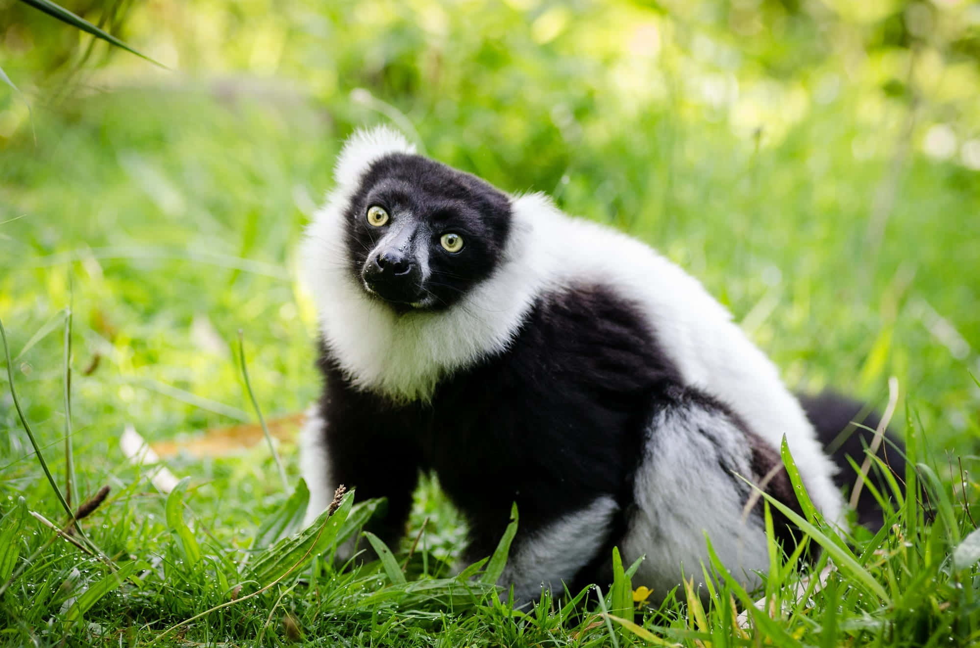 Blackand White Ruffed Lemurin Nature, black and white lemur, bright yellow eyes, Full HD Desktop Wallpaper