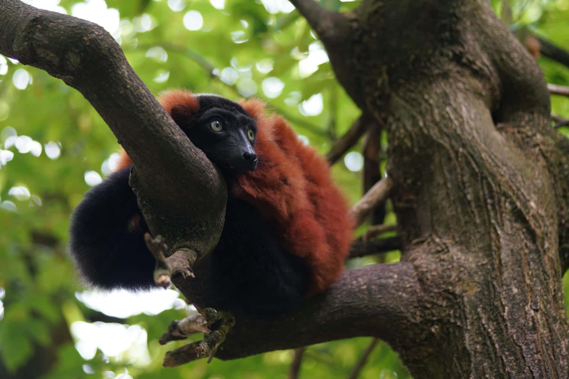 ruffed lemur, tree branch, lush green foliage, Full HD Desktop Wallpaper