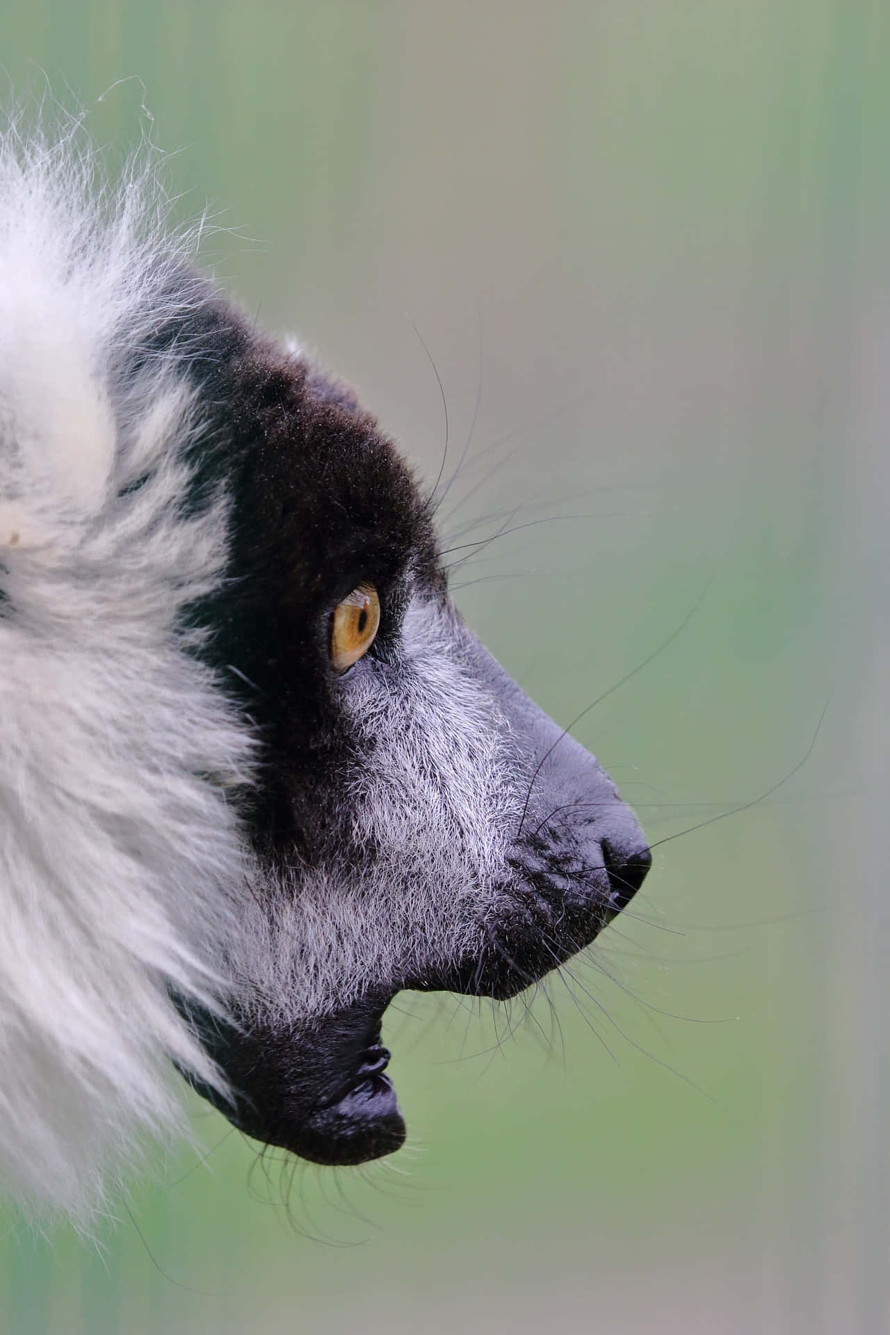Ruffed Lemur, black-and-white, amber eyes, Full HD Phone Wallpaper