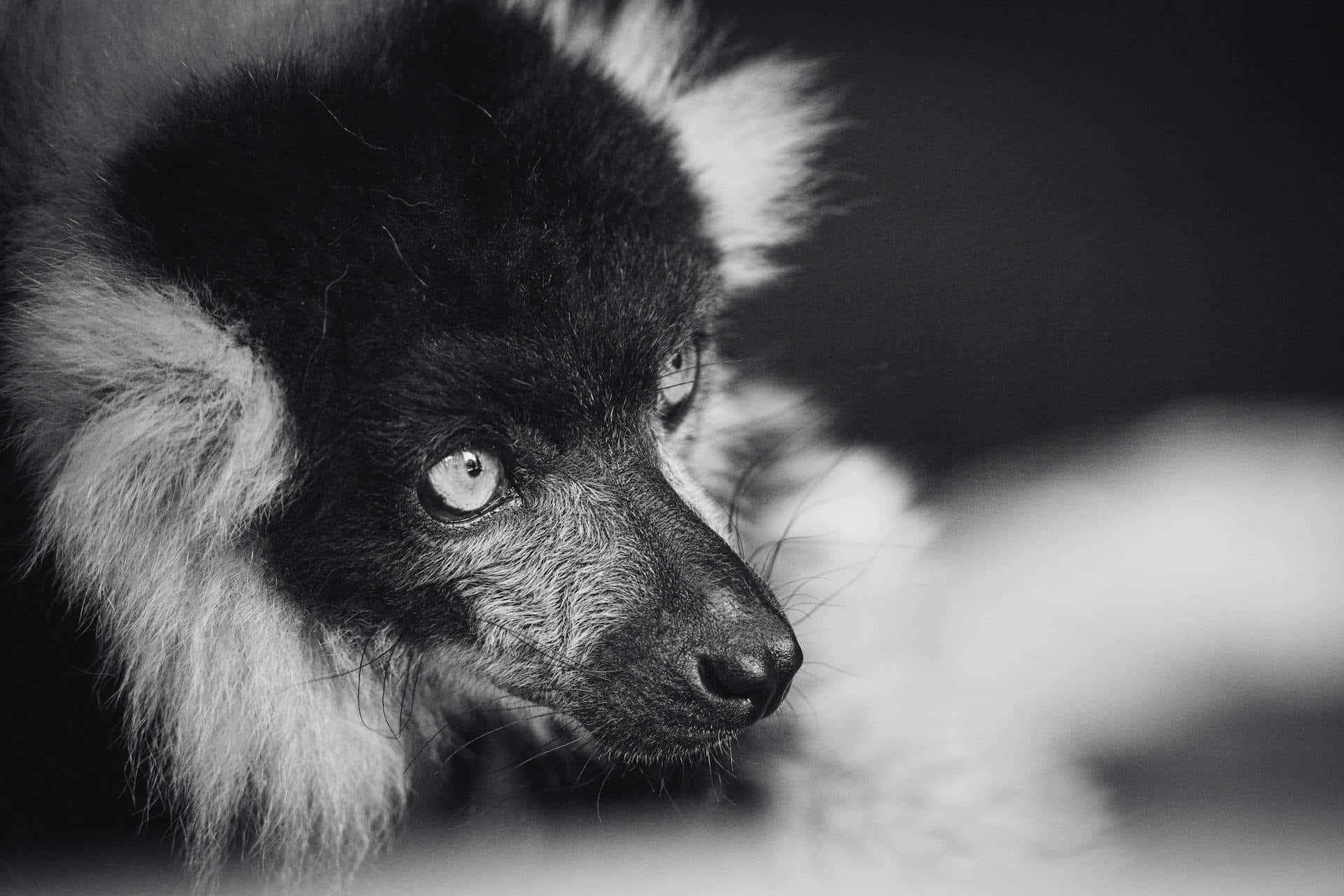 ruffed lemur, intense gaze, black and white, Full HD Desktop Wallpaper