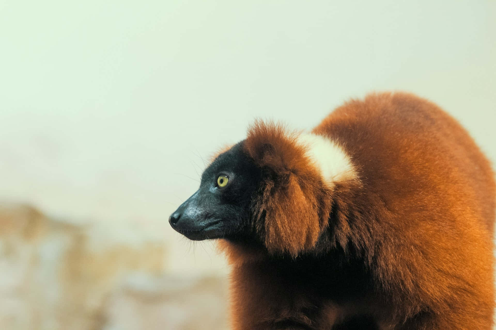 ruffed lemur, red ruffed lemur, yellow eyes, Full HD Desktop Wallpaper