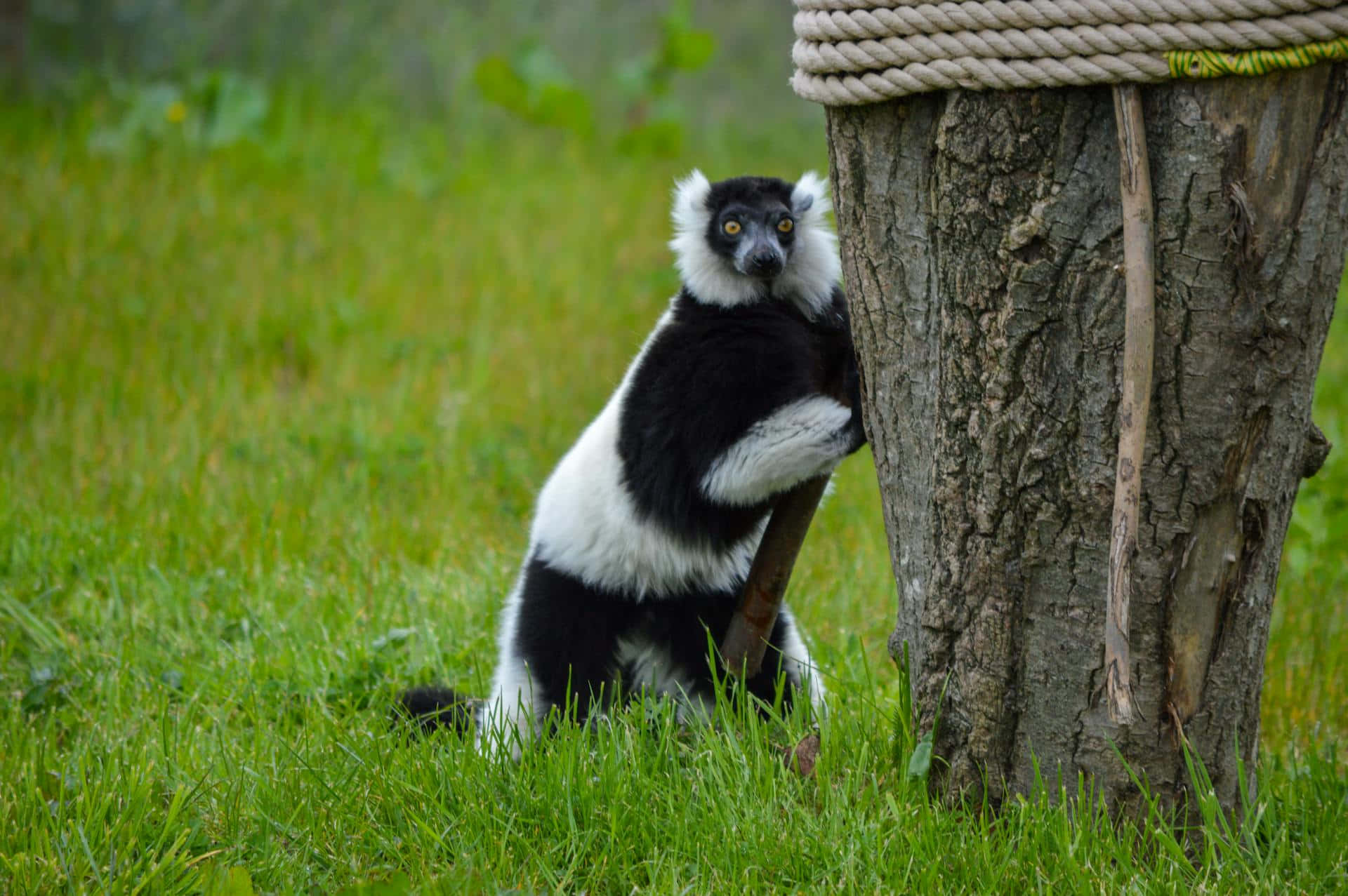 Ruffed Lemur, tree trunk, lush green grassy field, Full HD Desktop Wallpaper
