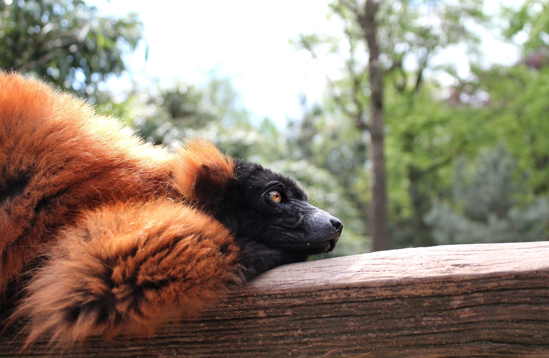 red ruffed lemur, wooden railing, lush green trees, Full HD Desktop Wallpaper