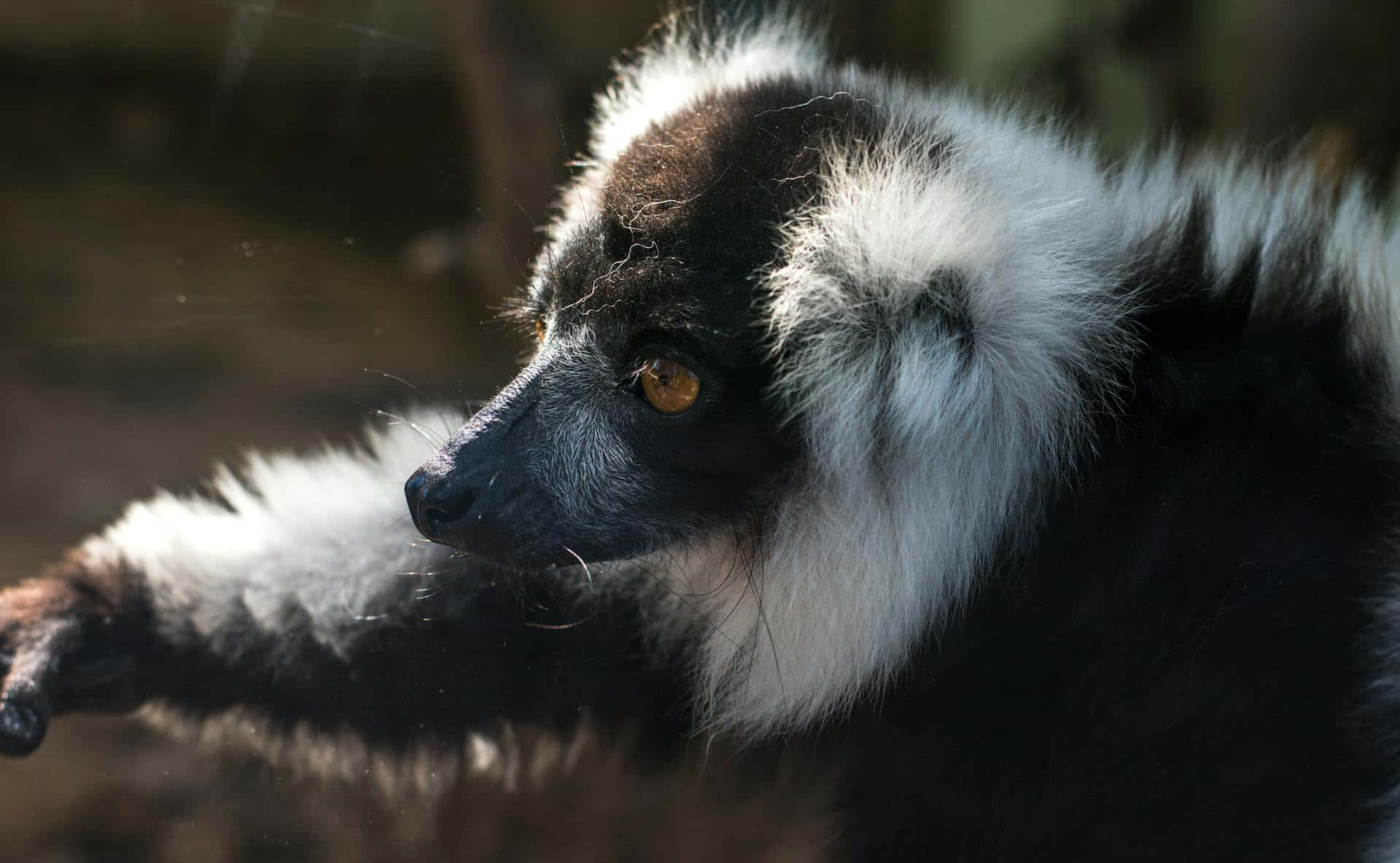 ruffed lemur, black and white, amber eyes, Full HD Desktop Wallpaper