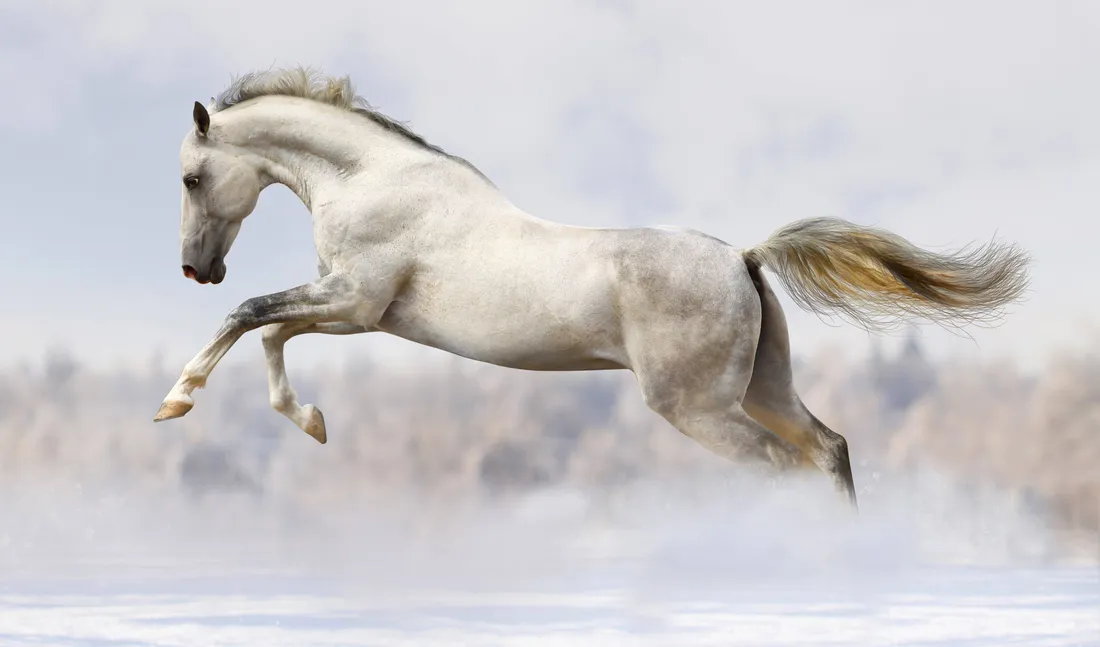Running Horse