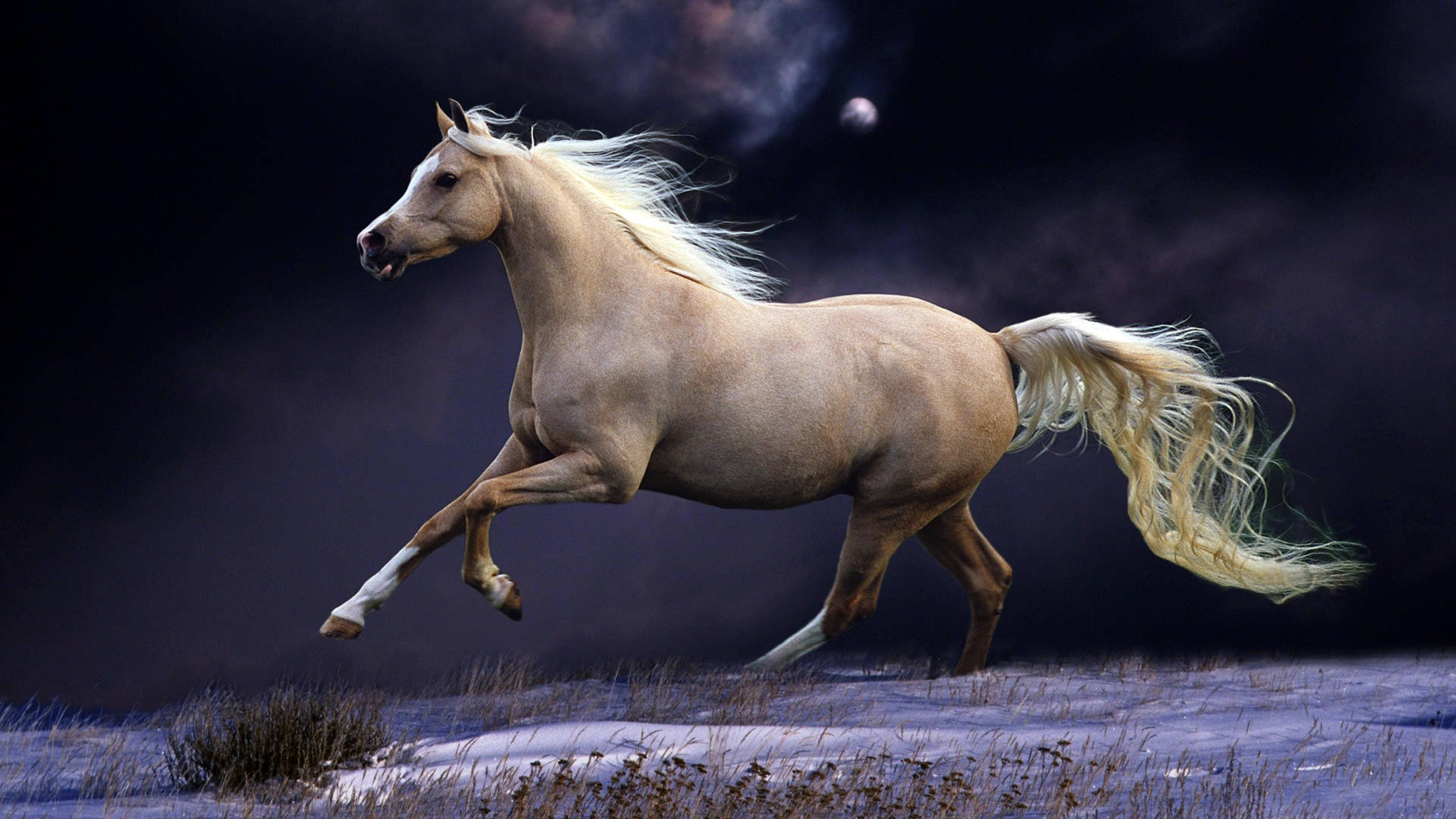 beige running horse, cream-colored horse, snowy field, 4K Desktop Wallpaper