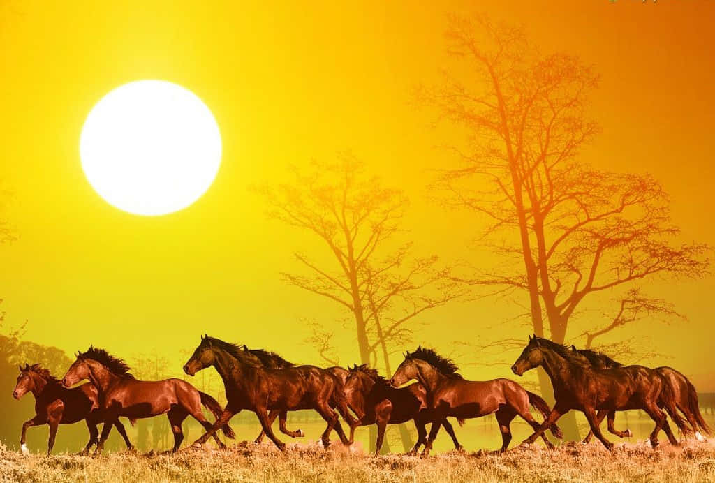 Horses Run Under The Sun, golden field, blazing sun, SD Desktop Wallpaper